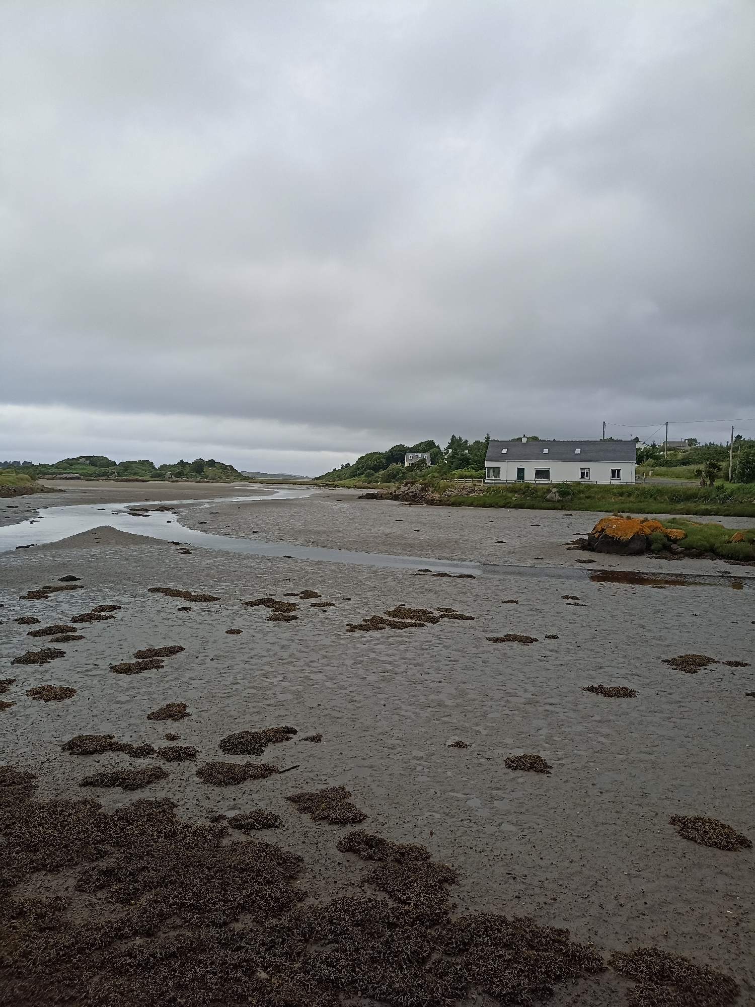 This media file depicts a landscape scene in Annagry, Ireland, under an overcast sky. The foreground is dominated by a muddy tidal flat, scattered with clumps of dark seaweed and shallow pools of water. A winding stream or channel cuts through the mud.
In the middle ground, a white house with a dark roof and several dormer windows is visible on a slight incline. The house has a green door and several windows. It is situated amongst lush green vegetation and trees. A road runs behind the house, and a fence borders the property. To the right of the house, a large rock covered in orange lichen sits at the edge of the vegetation.
The background features rolling hills covered in green vegetation and scattered trees, extending towards the horizon. The sky is filled with heavy, grey clouds, suggesting a cool or potentially rainy day. The overall atmosphere is calm and serene, characteristic of a rural coastal environment. There is no visible text within the image.