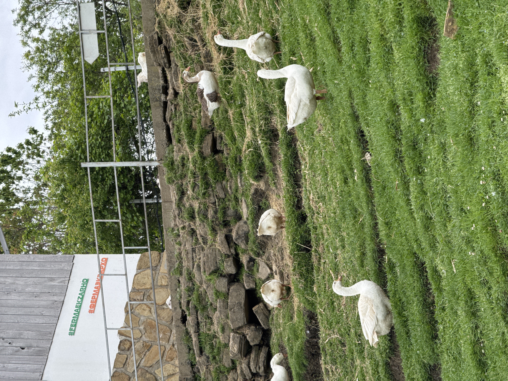 A landscape photograph shows a grassy hillside populated by a flock of geese. A structure on the left displays the hashtag #FERMAEIKZARHO in green, and #ФЕРМАЭКЗАРХО in orange. The location is the city of Progress in Russia.