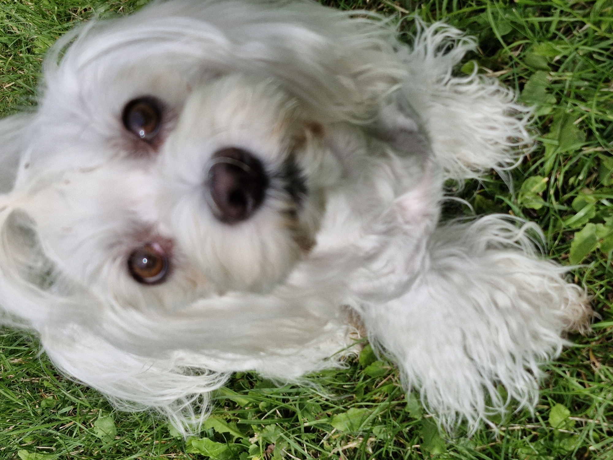A close-up, head-on shot shows a small, fluffy white dog with dark brown eyes, a dark brown nose, and long, wispy white fur. The dog is sitting on a patch of green grass with some broad, green leaves visible. The image is taken outdoors during daylight. The origin of the image is not discernible from the visual content, and therefore, no location information, including specific cities or countries like Klaipėda, Lithuania, can be provided.