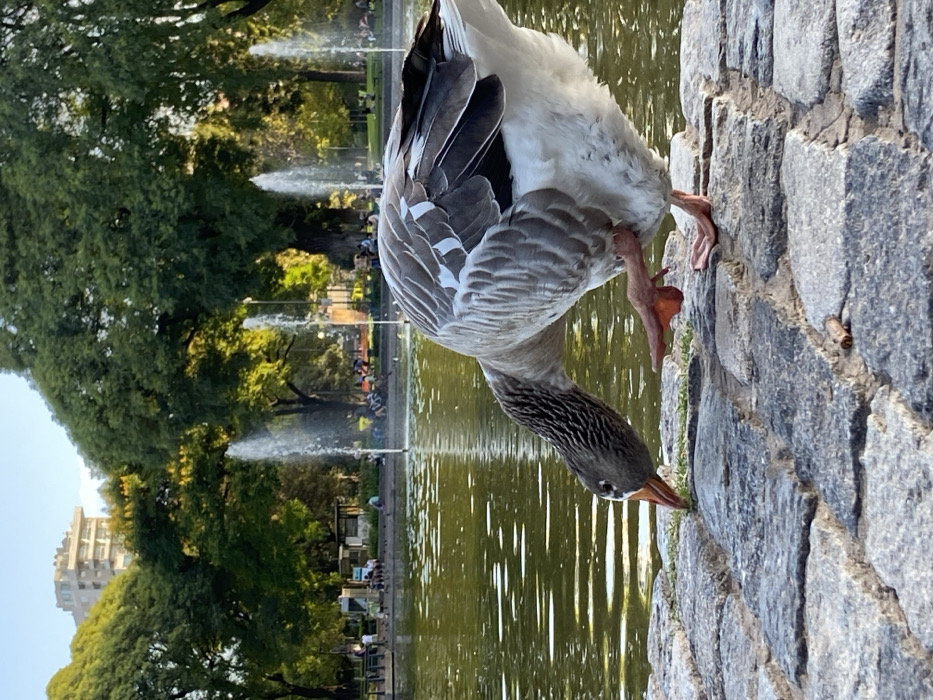A domestic goose, with grey-brown plumage on its back and wings, white underparts, a dark grey textured neck, and an orange beak, is positioned in the lower right and central foreground. It is observed with its head lowered, beak touching the grey cobblestone path, appearing to forage or peck at the surface. Its orange webbed feet are visible, with one foot slightly elevated from the ground.
The goose stands at the edge of a pond or lake, which occupies the midground. The water is green-tinted and shows minor ripples on its surface, reflecting natural light. Within the pond, multiple water fountains are actively spraying vertical streams of water.
The background consists of a public park environment with lush, dense green trees surrounding the pond. Small groups of individuals are visible seated or standing along the far bank of the pond. In the upper left background, a multi-story modern building with visible balconies rises above the tree line. The scene is illuminated by natural daylight, indicating an outdoor daytime setting.
This scene is located in Parque Centenario, Buenos Aires, Argentina.