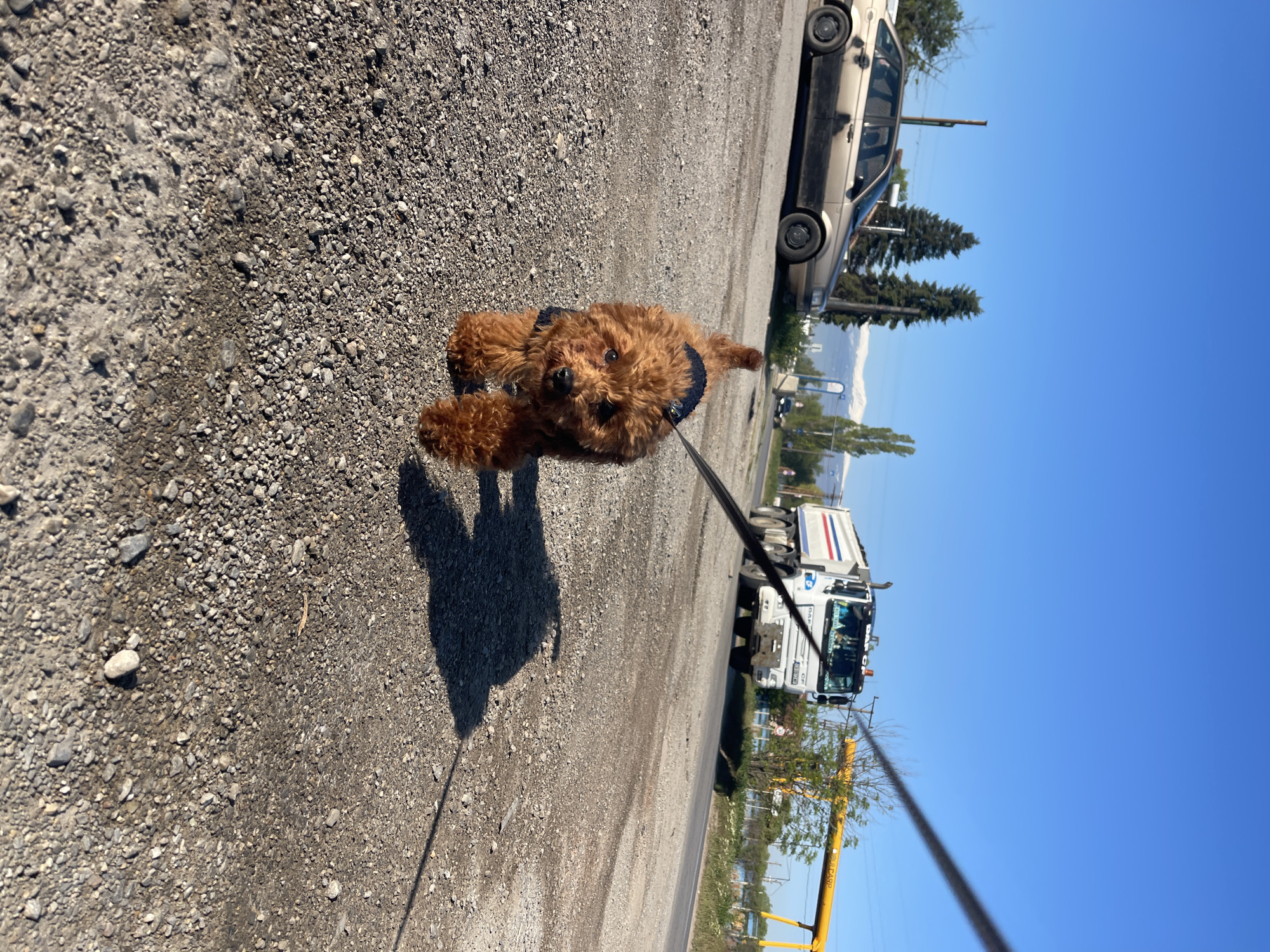 A brown, fluffy dog wearing a navy blue harness is being walked on a leash. The dog and its shadow are visible on a gravel surface. In the background, there is a parked silver car, green trees, mountains, and a white truck. The sky is blue. The location appears to be an urban area, though specific details tying it to Sofia, Bulgaria are not discernable from the provided image alone.