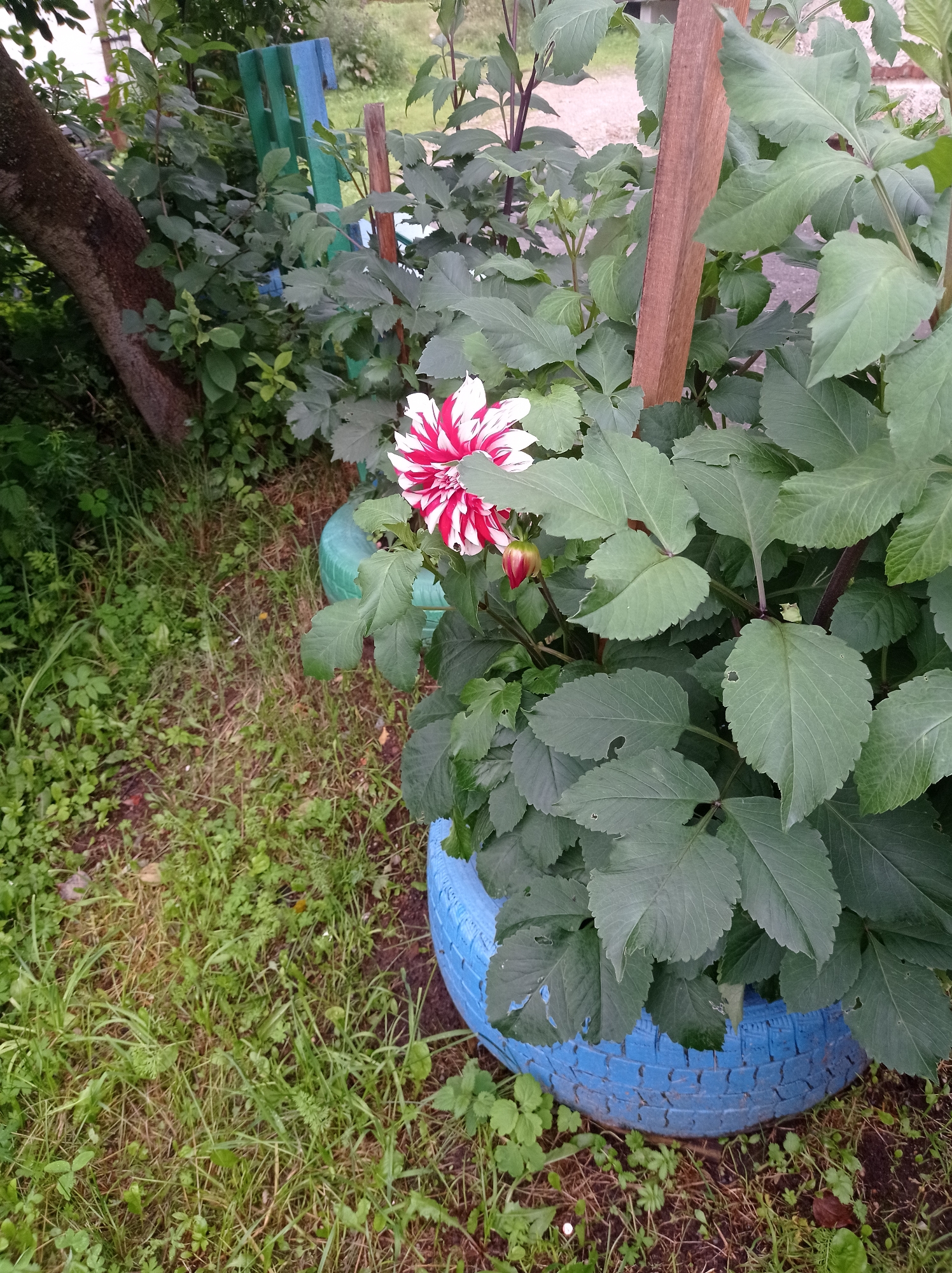 The image shows a close-up of a bright red and white dahlia flower blooming in a blue-painted tire planter. The planter is situated outdoors, surrounded by lush green foliage and grass. In the background, a wooden stake supports the plant, and a weathered wooden tree trunk is visible to the left. A section of a green and blue painted wooden fence can also be seen in the upper left quadrant of the image. The scene appears to be in a residential garden setting.