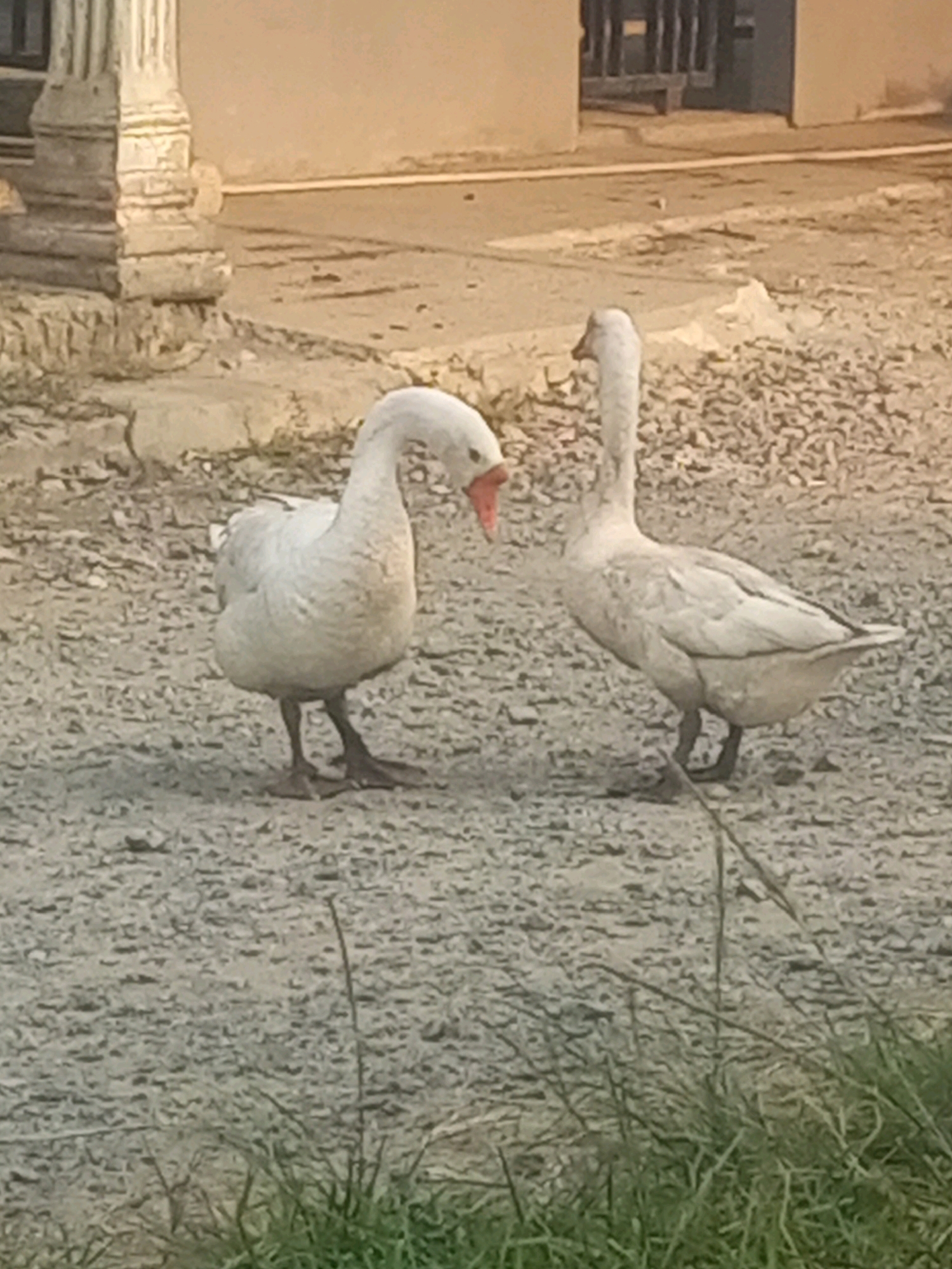 The image depicts two white geese standing on a gravelly surface in what appears to be an outdoor area. The goose on the left is facing left and appears to be looking down, with its beak slightly open, revealing a pinkish interior. The goose on the right is facing right, with its neck extended upwards, and its beak closed. Both geese have dark-colored legs and feet. In the background, there is a light-colored building with a textured surface, and some green grass is visible in the foreground. The overall lighting suggests it is daytime, possibly late afternoon due to the warm tones. The scene is forensic and matter-of-fact, with no specific elements indicating a crime. The location is identified as Jawilan, Indonesia.