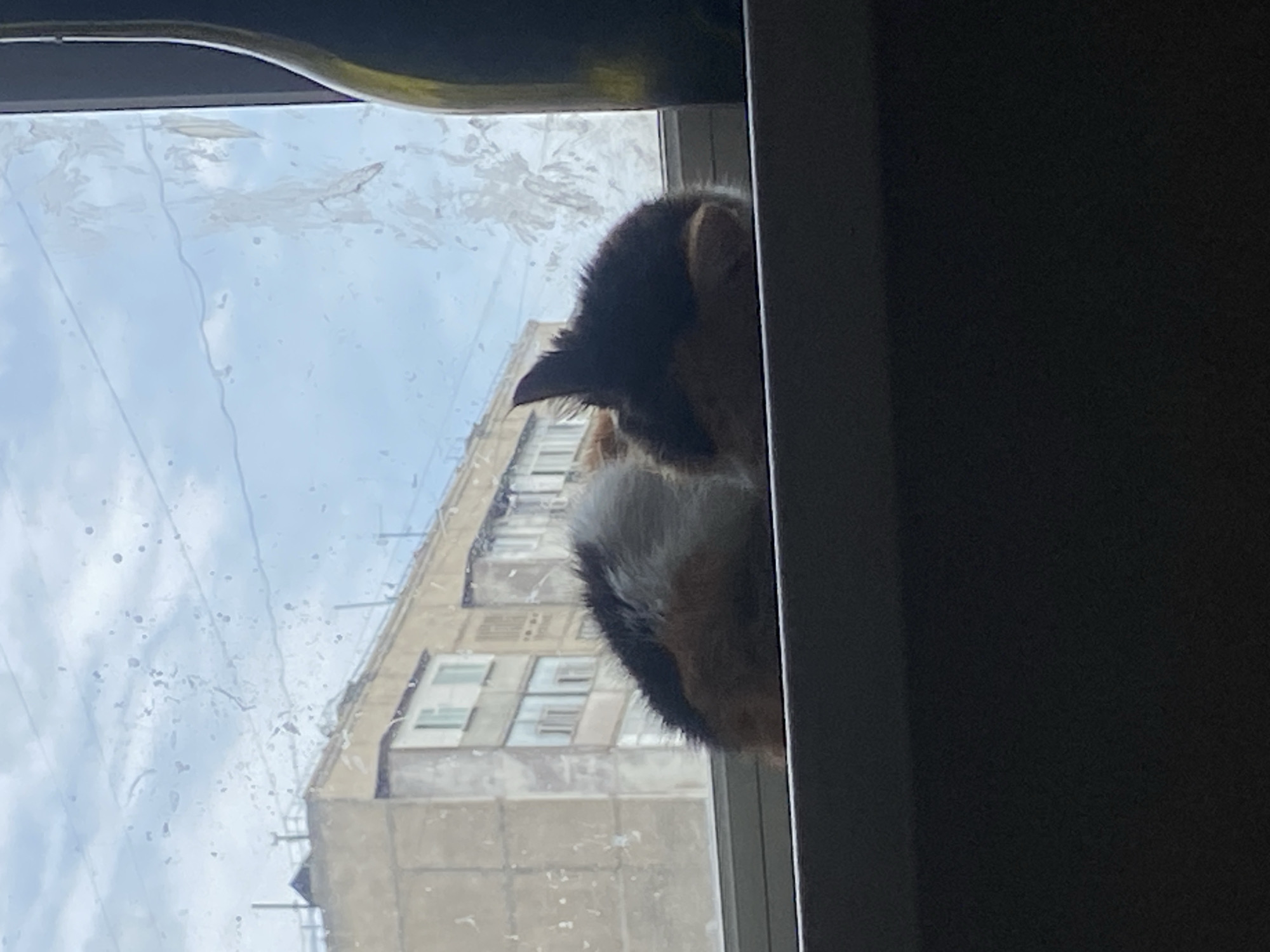 Two calico guinea pigs are positioned on a windowsill, looking out at a city view. The guinea pigs' heads are mostly hidden, with their fluffy tails and backs visible. The background reveals an apartment building with multiple windows, and a cloudy sky. A portion of a dark bottle is visible on the right side of the frame. The scene appears to be an outdoor setting in Bishkek, Kyrgyzstan, given the architectural style of the building.