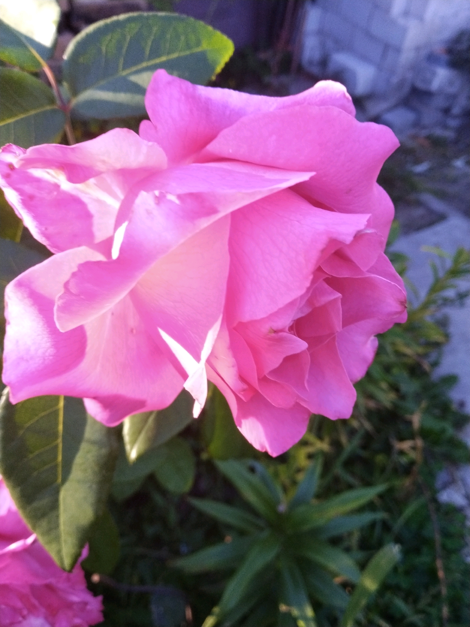 The image shows a close-up of a vibrant pink rose in bloom. The rose is the dominant subject, with its soft, layered petals catching the light, creating areas of highlight and shadow. To the left, a portion of a green leaf is visible, adding contrast to the pink of the flower. In the background, out-of-focus greenery and a blurred concrete structure suggest an outdoor setting. The overall impression is one of natural beauty, likely captured in a garden or park. The location is specified as Pyetrykaw, Belarus.