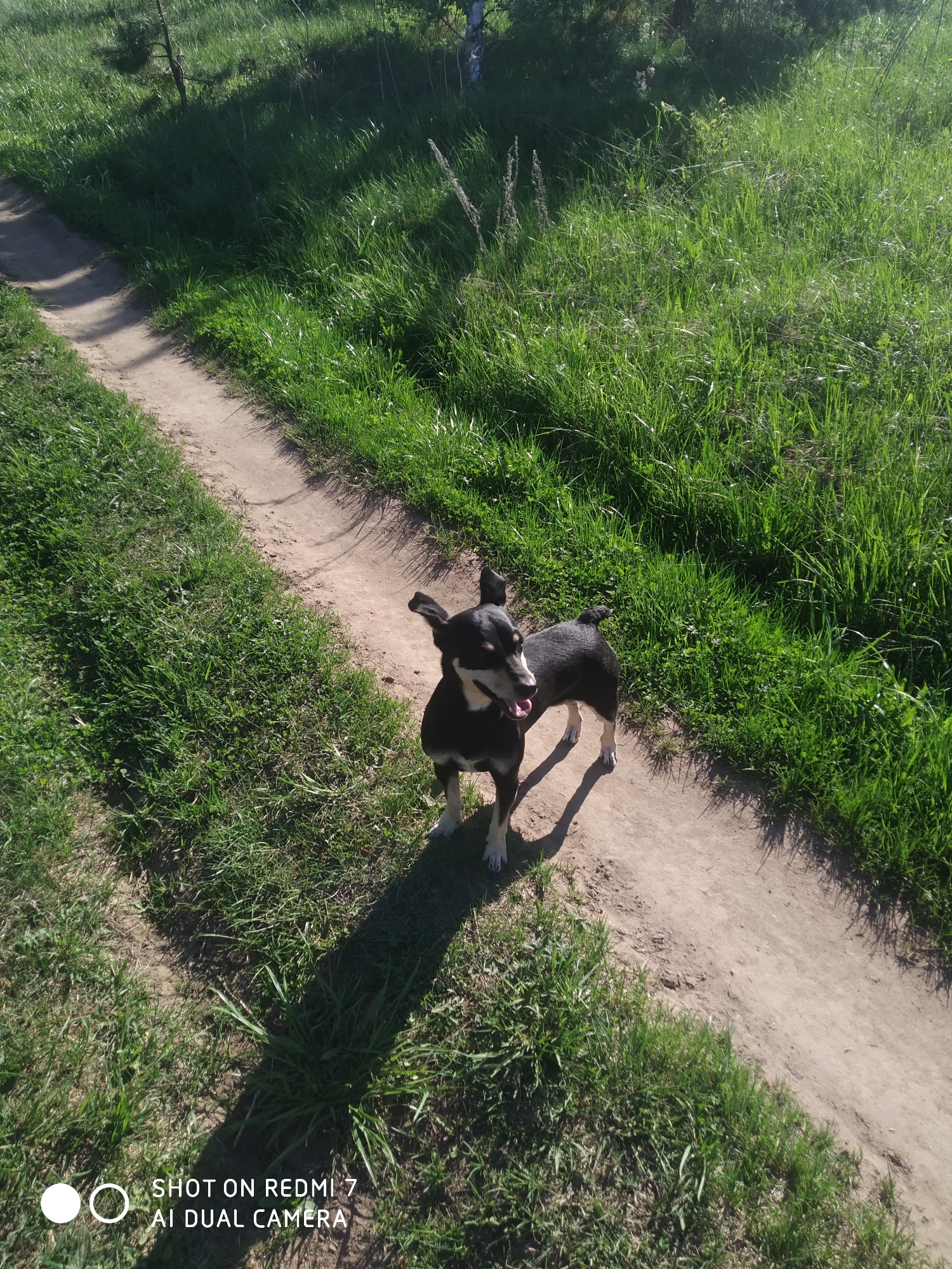 A small, short-haired, black and tan dog stands on a dirt path in Okhansk, Russia. The path is bordered by green grass. The dog's tongue is visible, and its ears are erect. Sunlight creates shadows on the path and grass. The bottom of the frame includes a "SHOT ON REDMI 7 AI DUAL CAMERA" watermark.