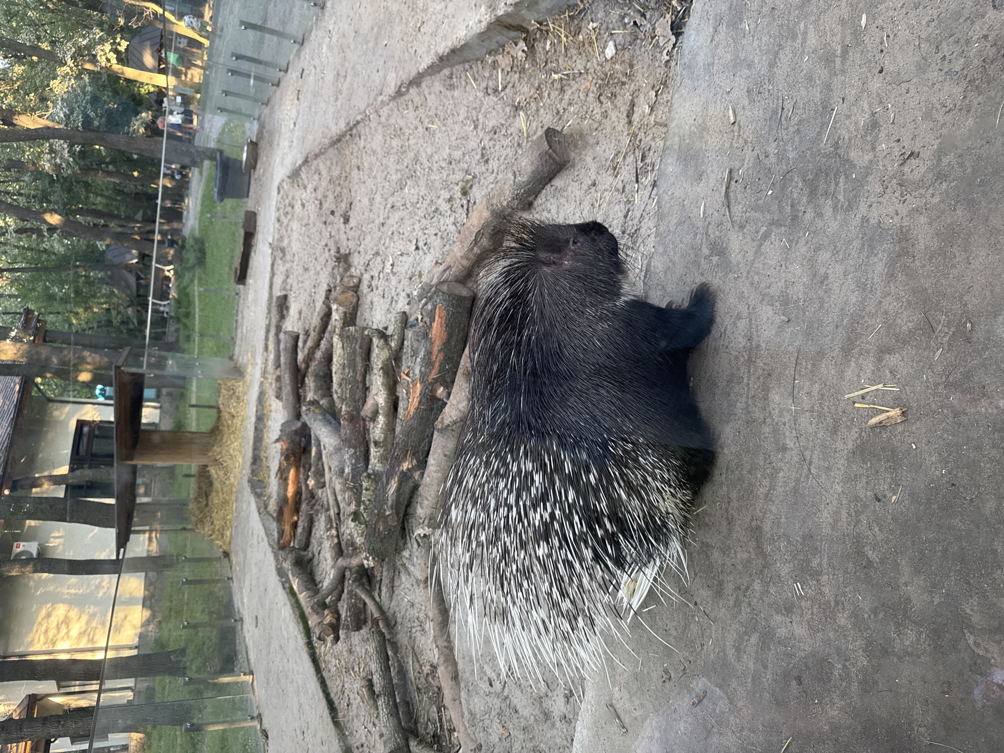 In Orlivshchyna, Ukraine, a porcupine is observed in an outdoor enclosure. The porcupine, facing right, displays its quills, which are black with white tips. The enclosure features a sandy ground scattered with logs, and a concrete path runs along the right side. Behind the enclosure, a building with trees and foliage is visible, with several people in the background. The lighting suggests it is either early morning or late afternoon.