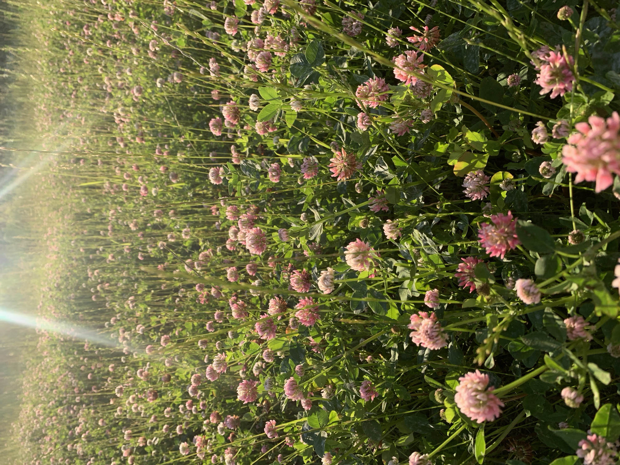 The image depicts a dense field of pink clover flowers under bright sunlight. Tall grass stalks are interspersed among the clover, and a sun flare is visible in the upper left quadrant of the image. The scene is likely a natural or semi-natural area, possibly a meadow or park. There are no people or animals visible. The image is a vertical, close-up shot of the clover field, with the flowers occupying most of the frame. The lighting suggests it is daytime, likely morning or late afternoon due to the angle of the sun's rays. Without further information, it is not possible to determine the specific location within Gatchina, Russia.