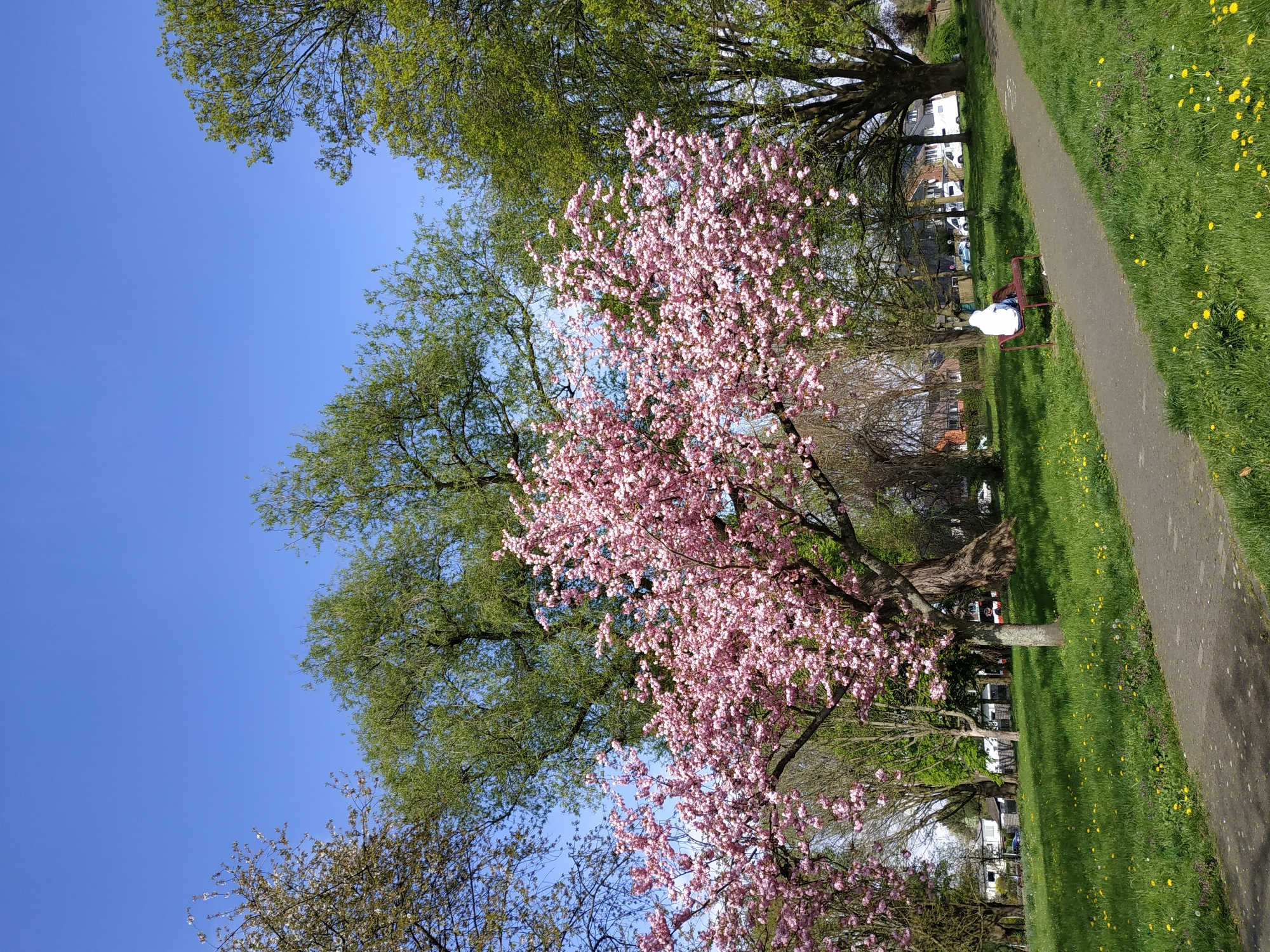 The image, correctly oriented, depicts a vibrant spring day in a park in Dortmund, Germany. A paved, dark grey path curves gently from the mid-right foreground towards the upper left background, bordered by lush green grass. Numerous small yellow flowers, likely dandelions, are scattered across the grass, adding bright accents.
In the mid-ground, to the right of the path, a lone individual sits on a dark red park bench, facing away from the viewer. They are dressed in a white top and blue trousers, appearing to be at rest.
Dominating the mid-left of the scene is a magnificent cherry blossom tree, abundantly covered in delicate pink flowers, signifying the height of spring. Around this tree and further back, other deciduous trees are visible; some are covered in fresh, bright green leaves, while others are still in earlier stages of budding. In the background, beyond the trees, lies a residential area with several houses of varying designs and parked cars.
The sky above is a clear, brilliant blue, indicating sunny weather and a pleasant day. The overall impression is one of tranquility and natural beauty. No discernible text is visible in the image.