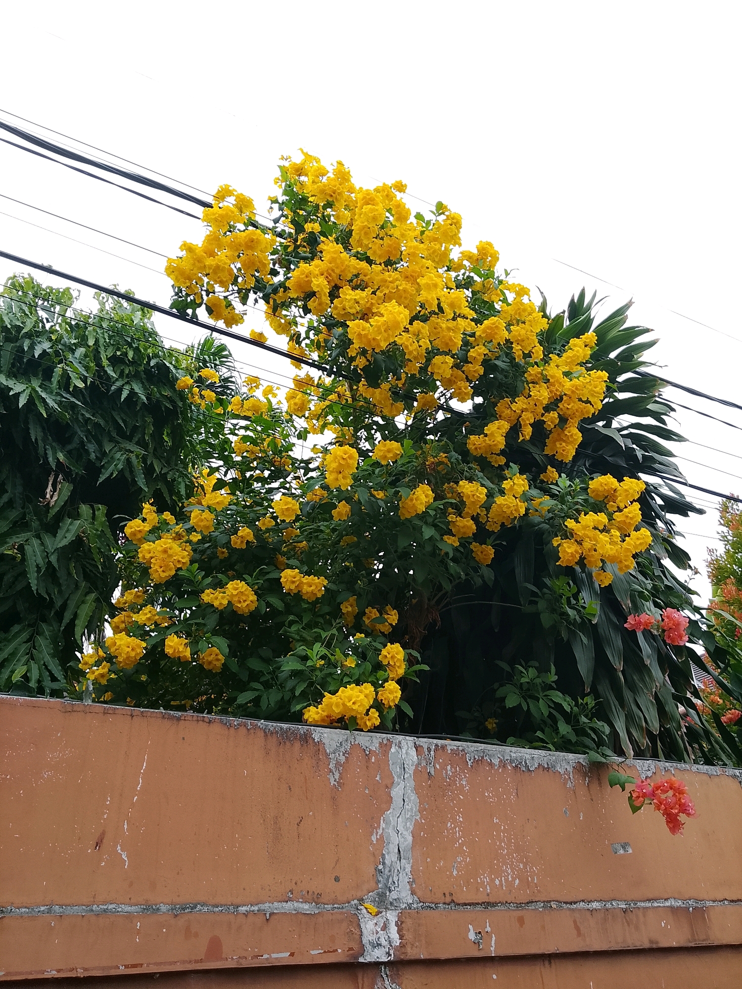 In South Tangerang, Indonesia, a vibrant scene unfolds. A tree adorned with numerous bright yellow flowers dominates the center of the frame, its branches laden with blossoms. To the left of this flowering tree, a darker green foliage plant with long, slender leaves provides a contrasting backdrop. Overhead, a series of dark power lines stretch across the sky, partially obscuring the pale, overcast sky. In the foreground, a weathered, orange-brown brick wall runs horizontally, its surface showing signs of age with patches of peeling paint and rough textures. A few small clusters of coral-pink flowers sprout from the wall, adding a subtle touch of color to the otherwise muted tones of the structure. The overall impression is one of natural beauty juxtaposed with urban infrastructure.