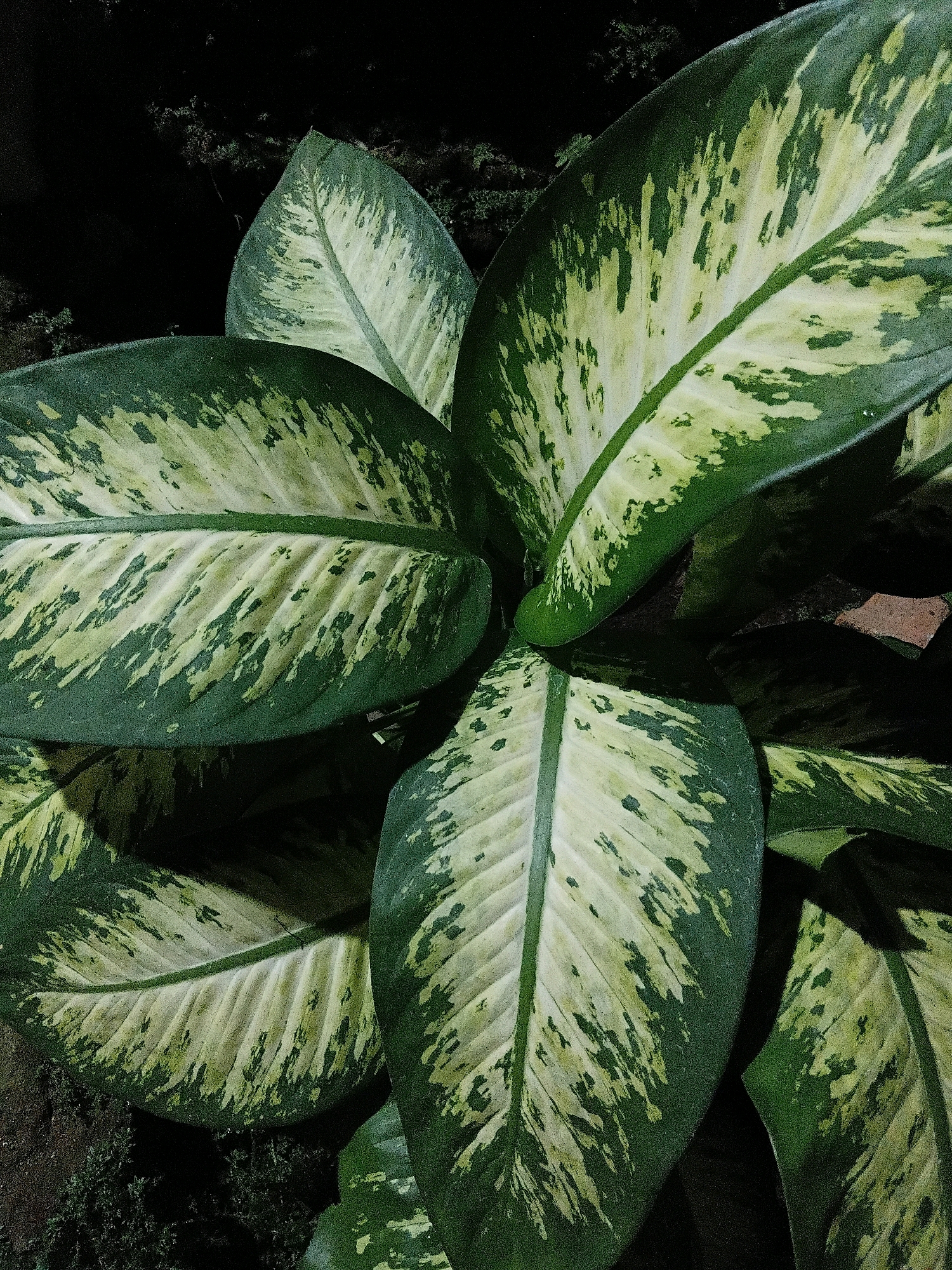 The image shows a close-up of a Dieffenbachia plant with large, variegated leaves in shades of dark green, light green, and cream. The plant appears to be outdoors, with dark soil and some foliage visible in the background. The lighting suggests it is either nighttime or a heavily shaded area. There are no people or animals visible in the image. The location is identified as Cikal, Indonesia.