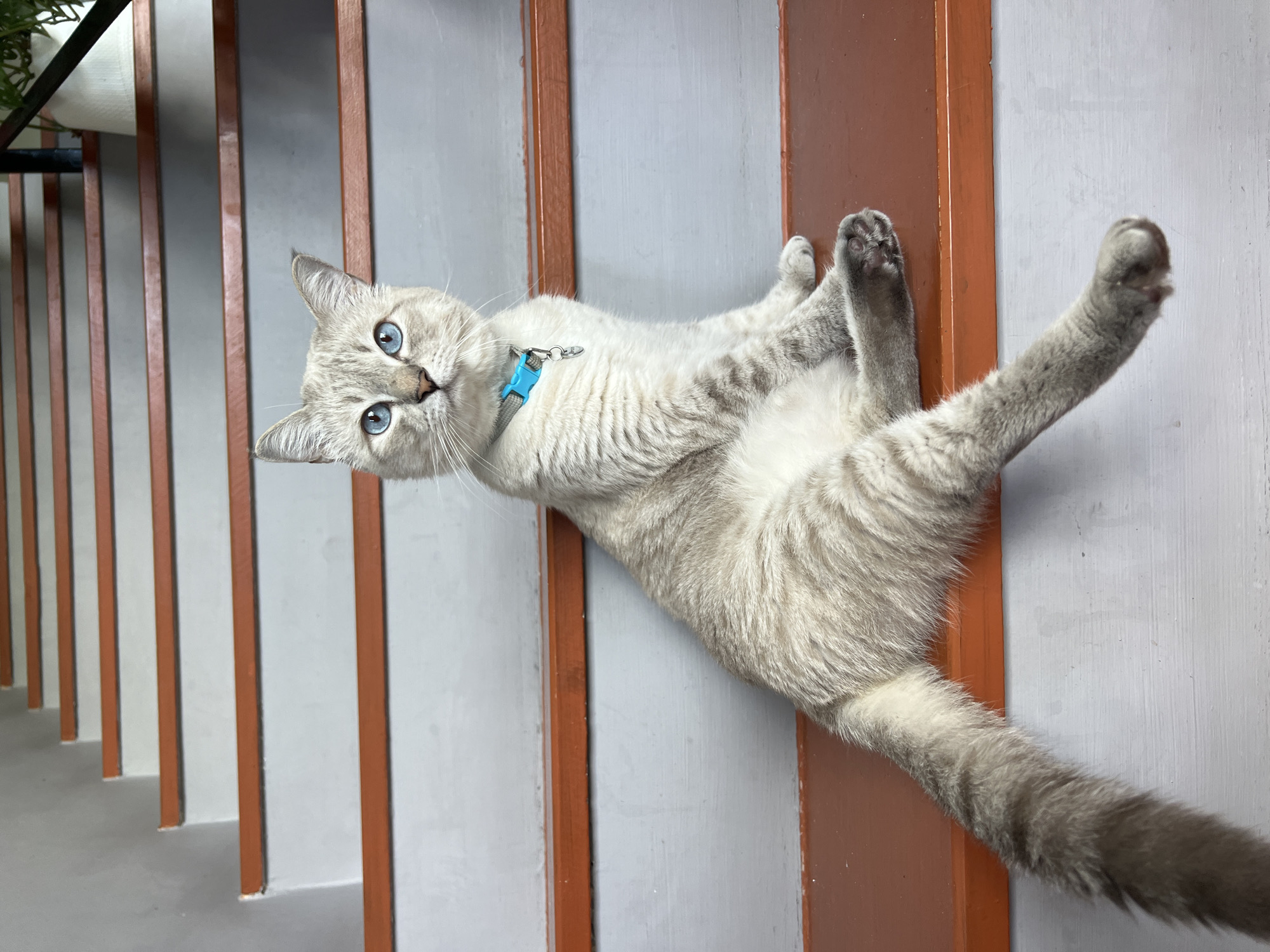 A light-colored cat with blue eyes and a blue collar sits on a wooden staircase. The cat is facing the camera, and its body is angled to the right. The staircase has gray risers and orange treads. In the background, there is a white wall and some greenery from a potted plant. The image appears to be taken indoors.