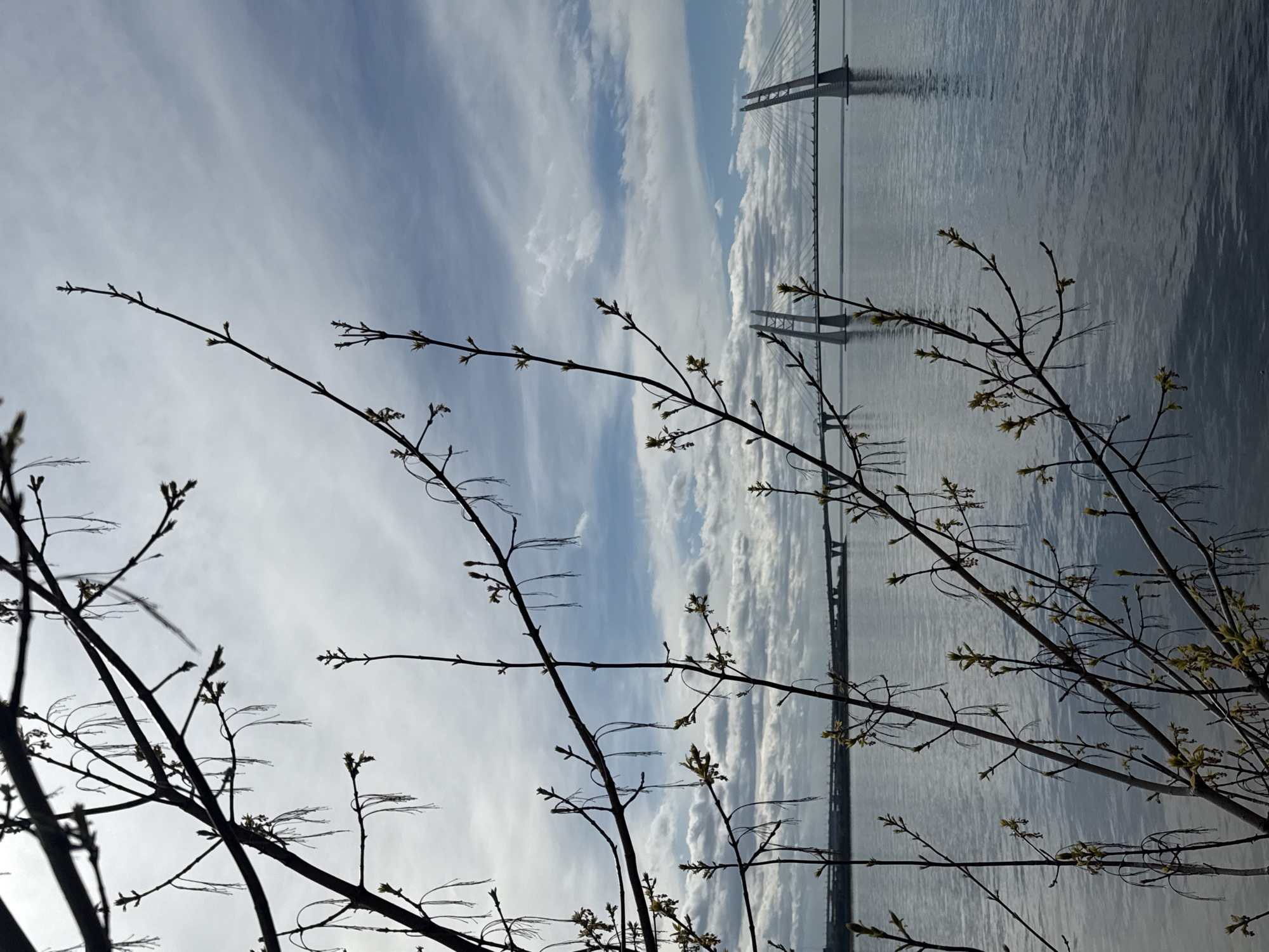 This image, originally rotated 90 degrees clockwise, presents a serene landscape captured in Saint Petersburg, Russia, hinting at the arrival of spring. In the immediate foreground, dark, slender branches of a deciduous tree stretch across the frame, silhouetted against the bright sky. These branches are adorned with numerous light green buds and newly emerging leaves, signifying the early stages of seasonal growth.
Beyond the intricate network of branches, a wide expanse of calm water, likely the Neva Bay or a major river, dominates the middle ground. The water reflects the soft, diffused light, appearing a placid silvery-grey with subtle textures.
In the background, a distinctive modern cable-stayed bridge spans the waterway. Its tall, angular pylons and a multitude of supporting cables are clearly visible, casting faint reflections on the water's surface. This structure is characteristic of the Western High-Speed Diameter (ZSD) bridge in Saint Petersburg. The sky above is partially cloudy, with wispy white clouds stretching across a pale blue backdrop.
The lighting suggests a daytime setting, possibly early morning or late afternoon, creating a gentle contrast between the silhouetted foreground and the illuminated background. The overall mood is one of tranquility and natural beauty. There are no people, explicit activities, or visible text in the image.