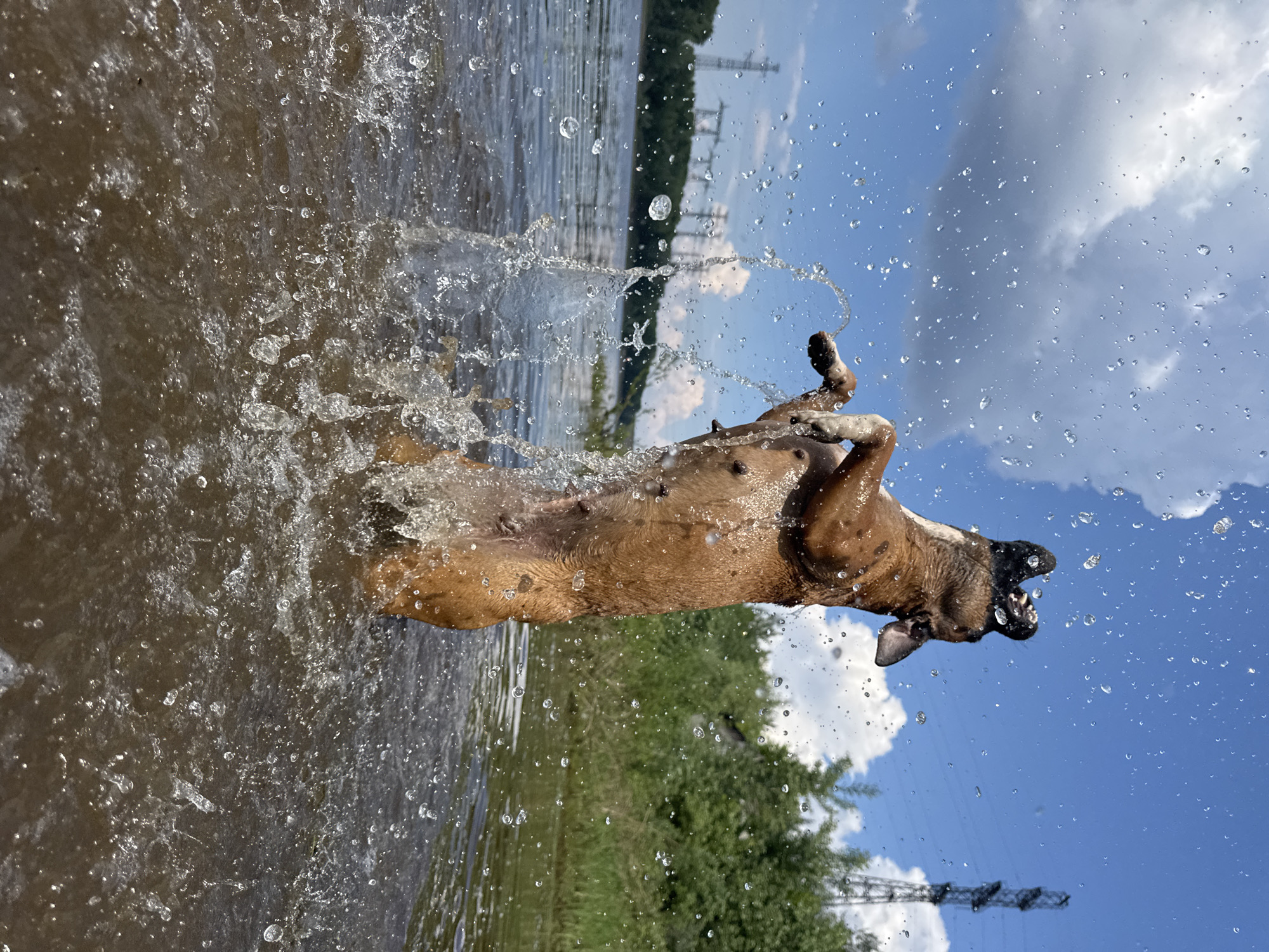 A brown dog, possibly a Boxer mix, is captured mid-air as it jumps out of the water. The dog is standing on its hind legs, with its front paws extended upwards and its mouth open. Water droplets are splashing around the dog, creating a dynamic and energetic scene. The dog appears to be in a body of water, likely a river or lake, with lush green trees and vegetation visible on the distant shore. A blue sky with white clouds completes the backdrop. Power lines and towers are visible in the distance, suggesting an urban or suburban setting. The image is taken from a low angle, emphasizing the dog's leap and the splashing water. The location is identified as the Kama River in Chaikovsky, Russia.