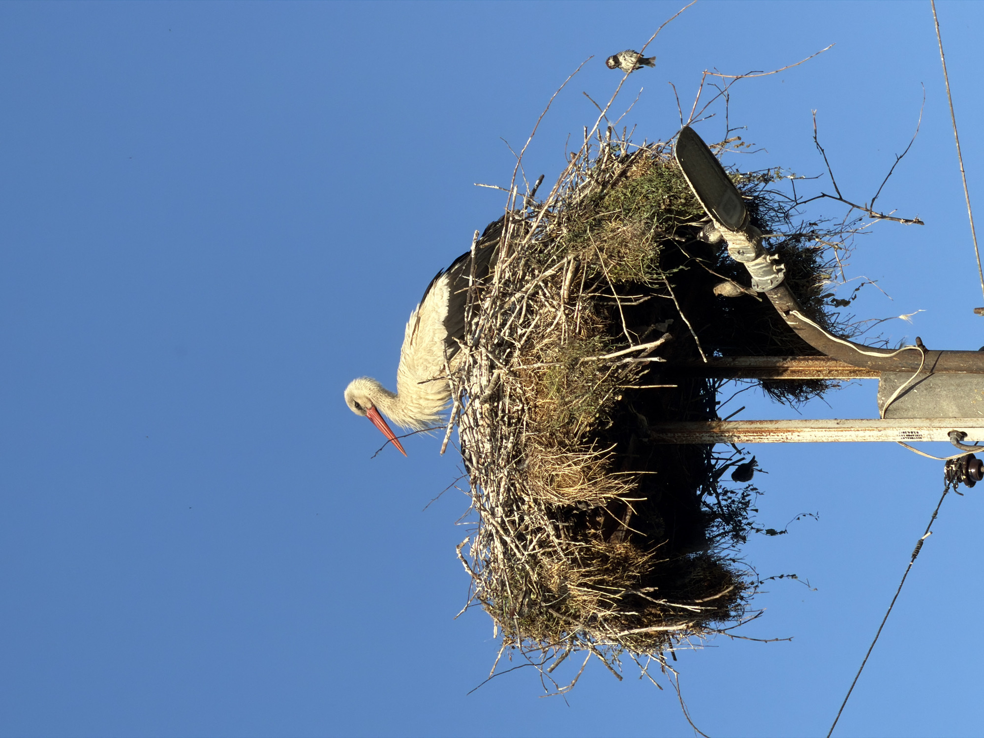 A white stork with a red beak is perched on a large nest made of twigs and grass, situated atop a metal pole with a street lamp. The nest is attached to the pole, which also supports electrical wires. Several small birds are also visible in and around the nest, with one perched on a branch to the right of the nest and others on the street lamp and its supporting structure. The background is a clear, bright blue sky. The scene appears to be in the city of Tvarditsa, Bulgaria.