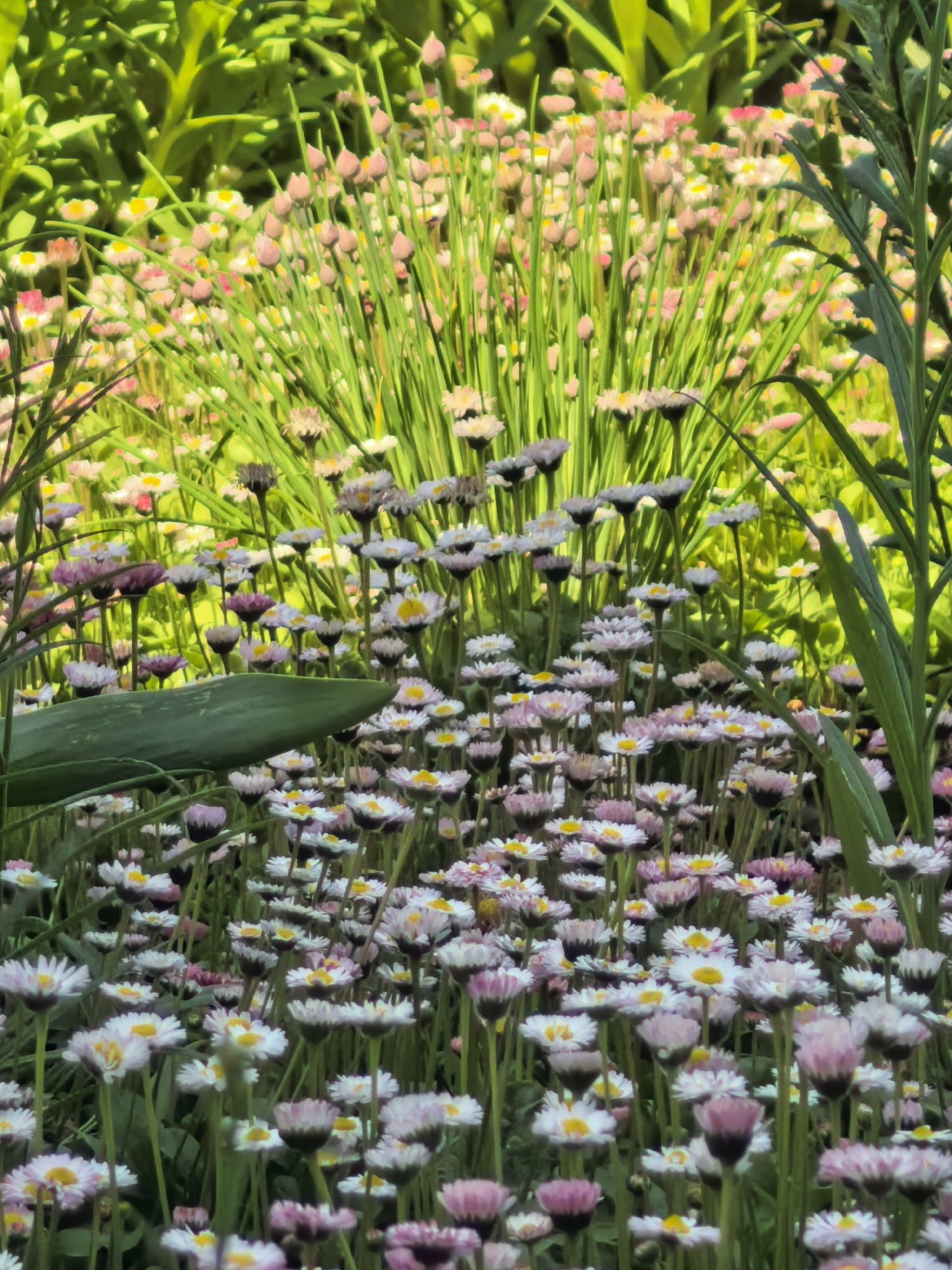The image shows a close-up view of a flower bed in a garden setting. The location is not discernible as Sterlitamak, Russia based solely on the image content. The foreground is filled with numerous small daisies, primarily white with yellow centers and some with pink tips or fully pink buds. Behind the daisies, a dense patch of taller green grass-like plants with pink buds is visible. The background is a blurred mix of green foliage. A few large green leaves are interspersed among the flowers and plants. The overall scene is brightly lit with sunlight.