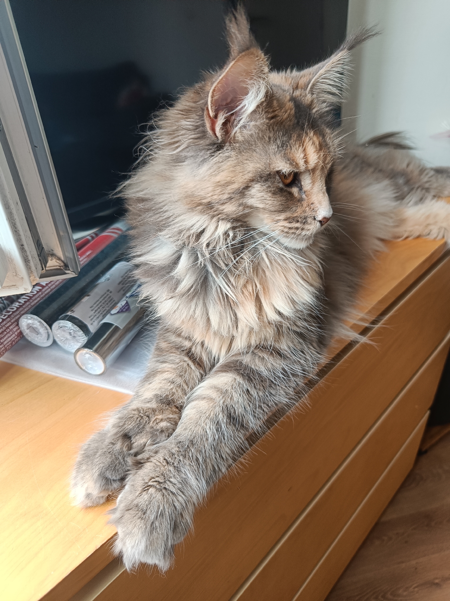 A light brown wood dresser holds a grey Maine Coon cat. The cat lies with its front paws extended over the edge of the dresser. Behind the cat are three metal tubes and a white framed object. The room is indoors and the setting cannot be verified as being in Leuven, Belgium.