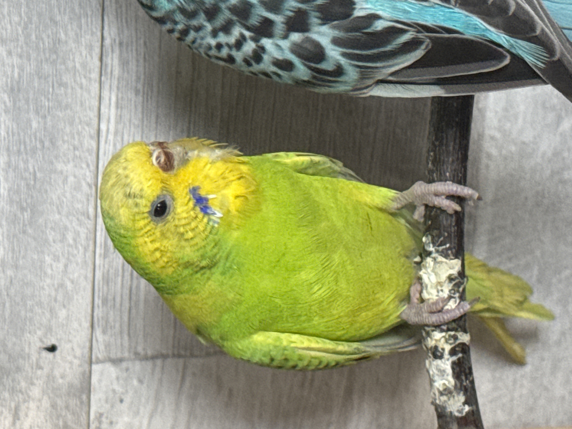 A budgerigar, predominantly bright green with yellow accents on its head and chest, is perched on a dark, textured branch. Blue markings are visible on its throat. The bird's left eye is dark, and its beak appears to be light in color. The background consists of a grey, wood-grained texture. To the right of the frame, the tail feathers of another budgerigar, predominantly blue and black, are visible. The scene appears to be indoors, possibly in a bird enclosure. There is no indication of the location being within the city of Moscovei, Moldova.