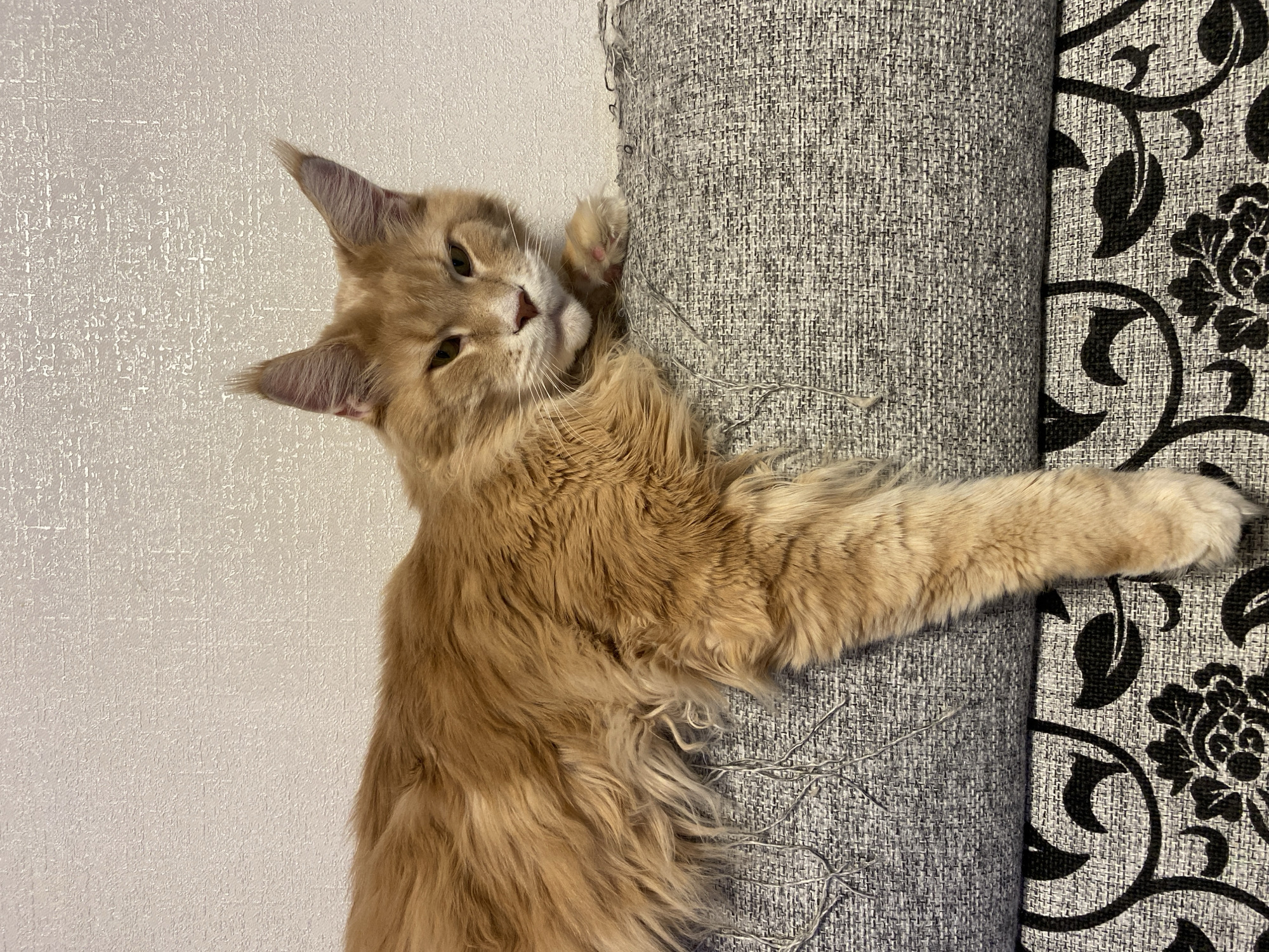 A light orange cat with long fur is lying on its side, clinging to a gray fabric-covered cylindrical object. The cat has green eyes and is looking towards the camera. Behind the gray fabric is a fabric with a black floral design. To the left of the cat is a wall with a textured pattern.
The location is the city of Chaikovsky, Russia.