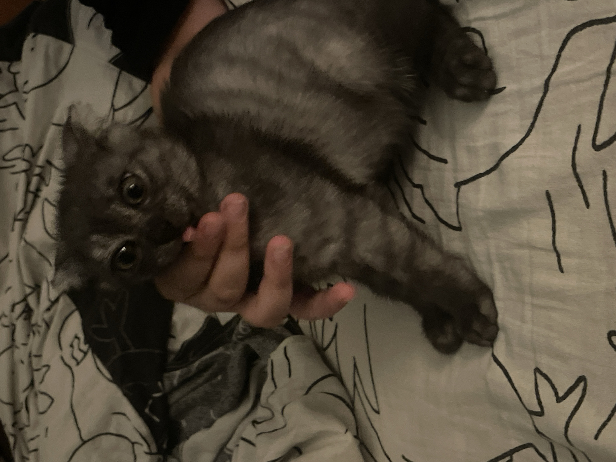 A young, grey tabby cat with large, round eyes and folded ears is being held by a person's hand on a bed with a patterned white duvet cover. The cat's tongue is visible, sticking out slightly. The person's hand, with pink fingernails, is cupping the cat's head and neck. The background consists of the duvet cover with a repeating black line drawing pattern of abstract shapes, possibly stylized figures or animals. The lighting is dim, suggesting an indoor setting, likely a bedroom, and no specific urban features of Trudobelikovskiy, Russia are visible.