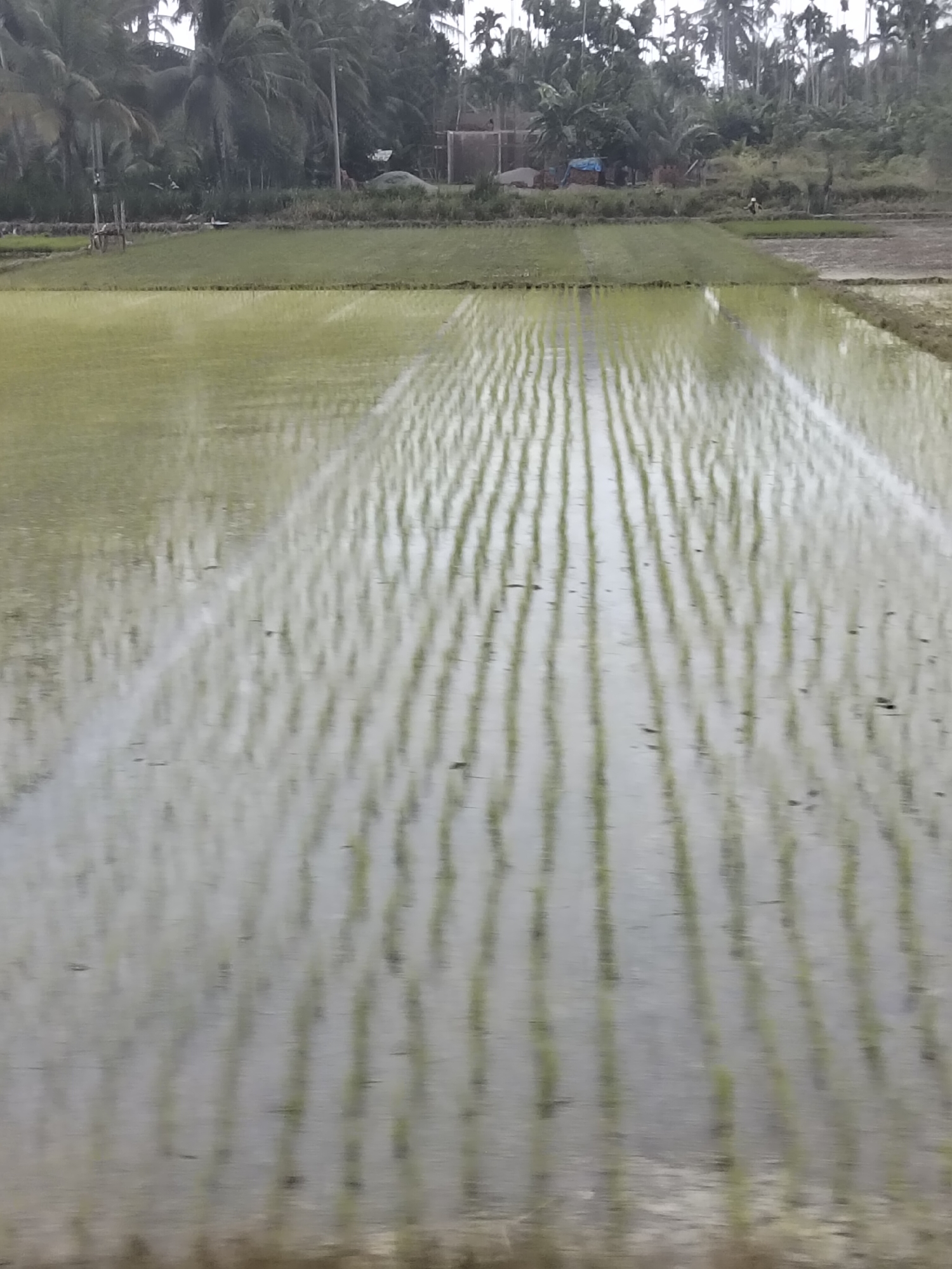The image depicts a flooded rice paddy in Blang Mee, Indonesia. The field is filled with shallow water, reflecting the sky and the surrounding vegetation. Rows of young rice seedlings are clearly visible, planted in neat lines across the paddy. In the background, there are trees, including palm trees, and a few buildings, suggesting a rural setting. The scene is serene and agricultural, indicative of the farming landscape in the region.