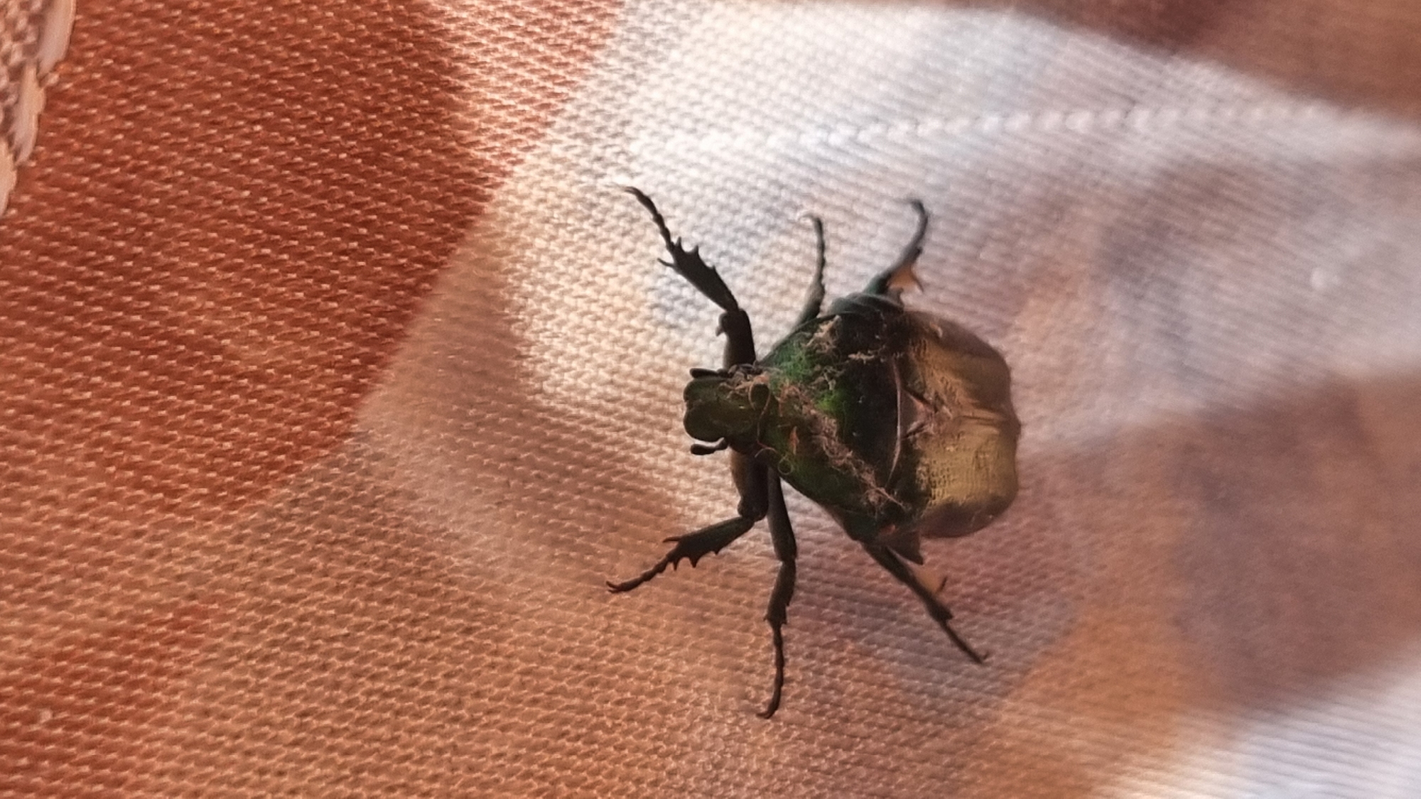 A large, iridescent green and gold beetle is positioned centrally on a textured fabric surface. The fabric appears to be draped and has a woven pattern. The beetle is viewed from a top-down perspective, with its legs splayed outwards. The lighting creates a slight sheen on the beetle's exoskeleton and casts a subtle shadow. There is no indication of the city of Верзилово, Russia, or any human presence in the image.