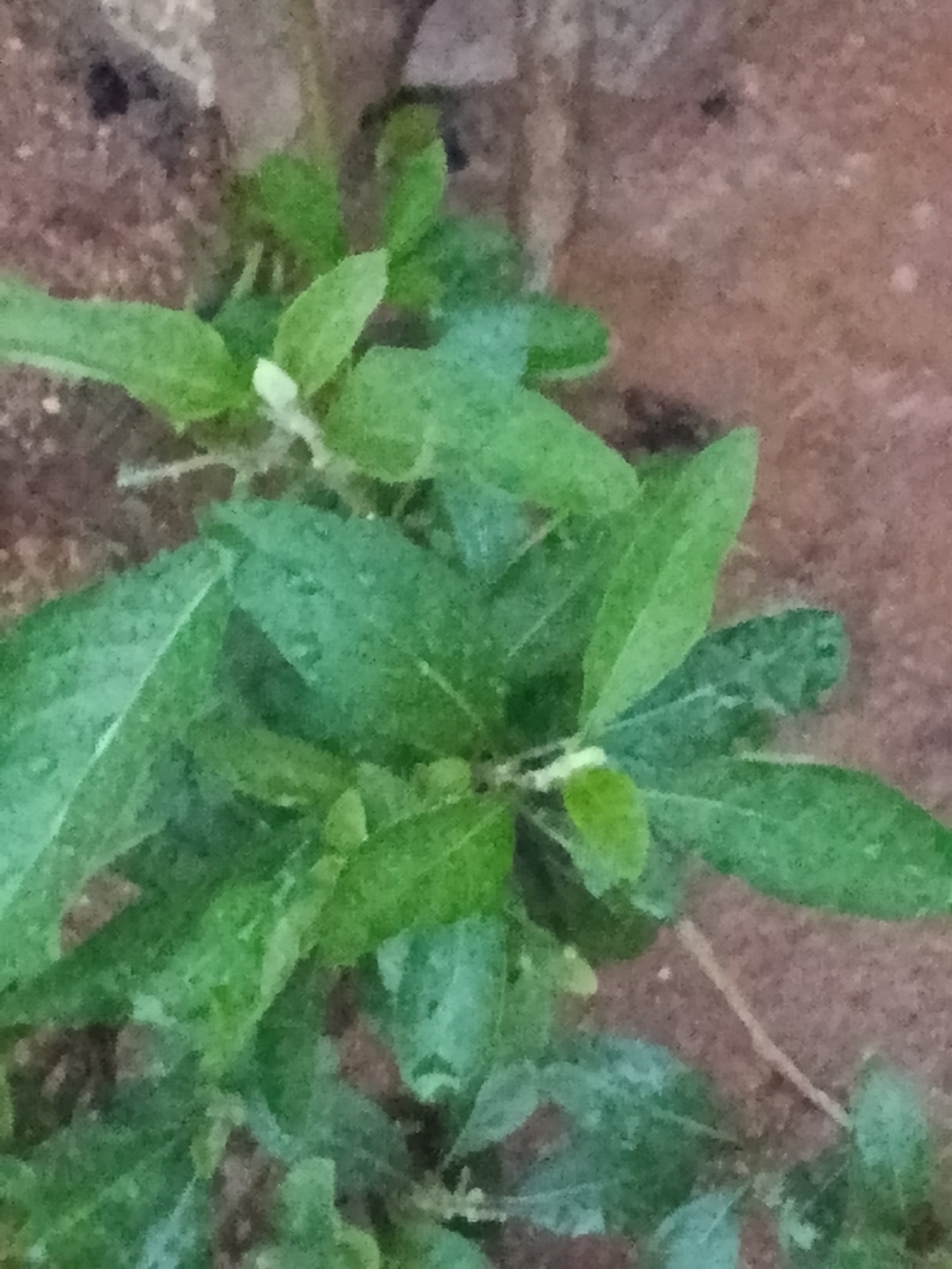 A close-up, slightly out-of-focus shot captures a cluster of green leaves against a textured, reddish-brown background, likely a wall or ground. The leaves are varied in size and shape, with some appearing wet, hinting at recent rain or dew. The lighting is dim, and the overall image has a natural, outdoor feel. No people or specific landmarks are visible, making it difficult to ascertain the exact location within the city.