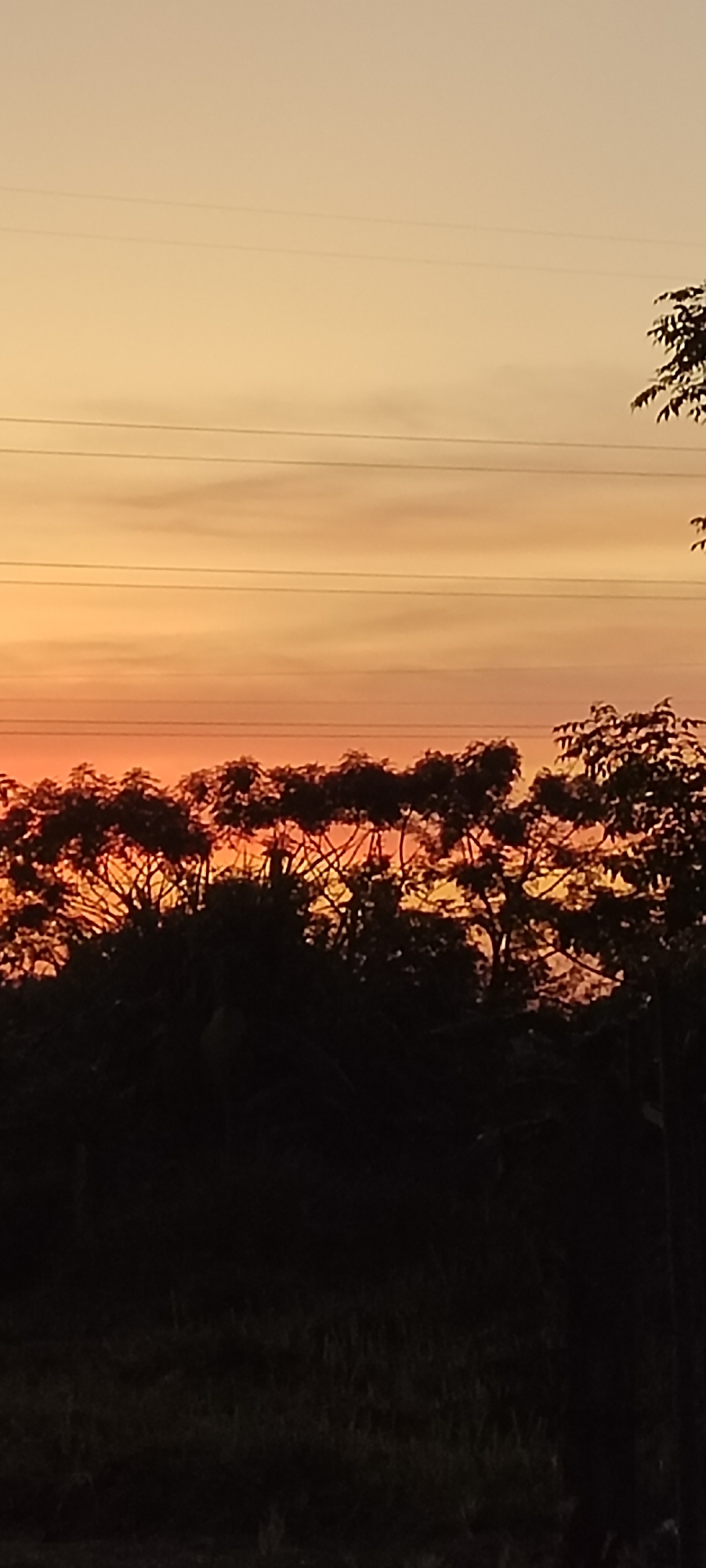 The image depicts a sunset scene in what is most likely a rural or suburban area near Lhokseumawe, Indonesia. The sky transitions from a pale orange at the top to a more saturated orange and red near the horizon. Silhouetted trees and foliage occupy the middle ground, with their branches appearing dark against the bright sky. In the foreground, there is dark grass or vegetation. Several power lines stretch across the upper portion of the sky.
