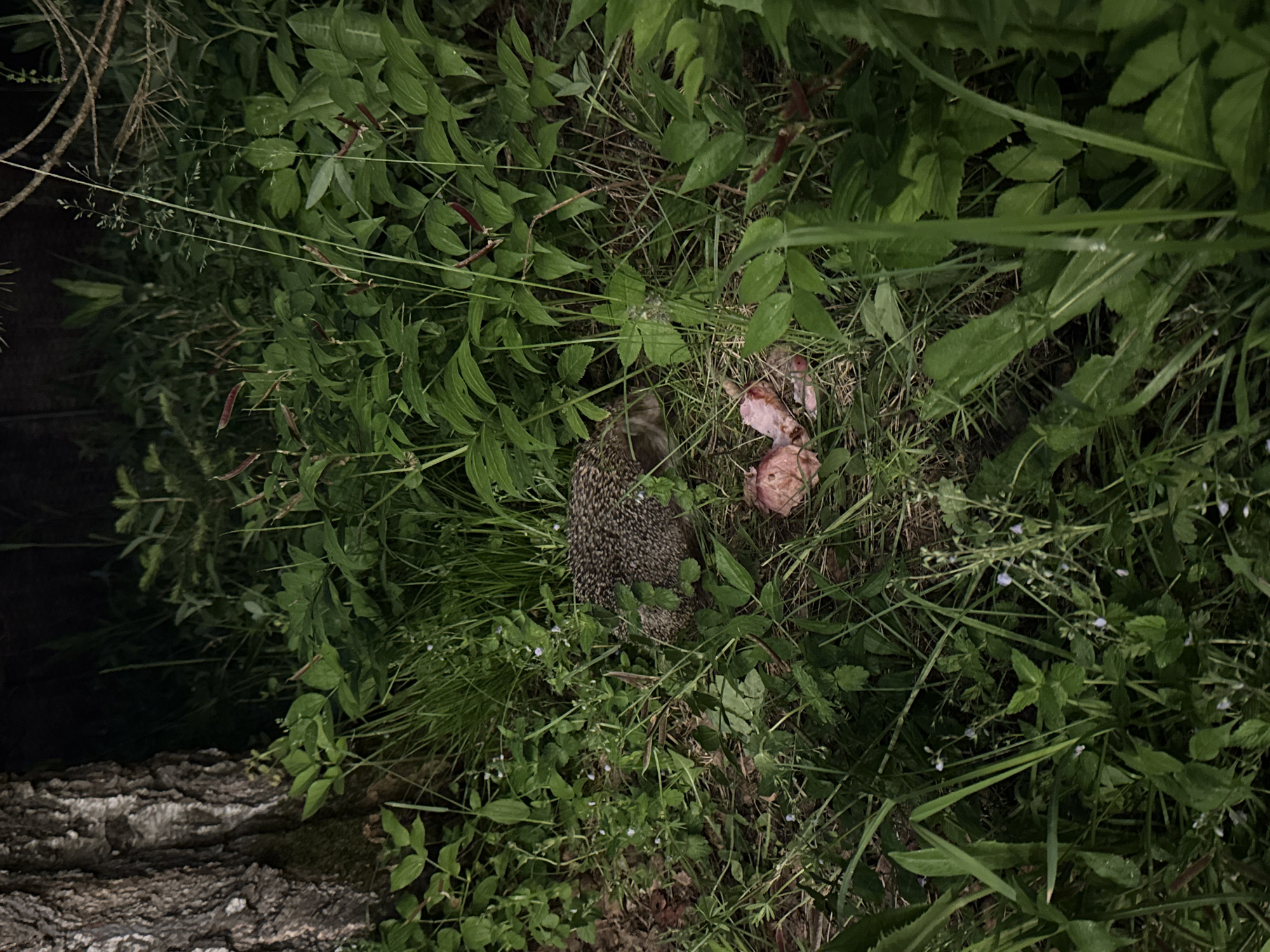 The image captures a nocturnal scene in Bakhtiyary, Russia, illuminated by an artificial light source. A European hedgehog (Erinaceus europaeus) is positioned on the ground, partially concealed by dense green undergrowth. Directly in front of the hedgehog are several irregular pieces of raw, pinkish animal flesh, indicating a feeding or foraging interaction. The immediate environment consists of varied green vegetation, including grasses, broad-leafed plants, and small flowering plants with white and purple blossoms. A section of a large tree trunk with textured, light-colored bark is visible on the left side of the frame. The background is largely obscured by darkness, consistent with low ambient light conditions. No human subjects are present.