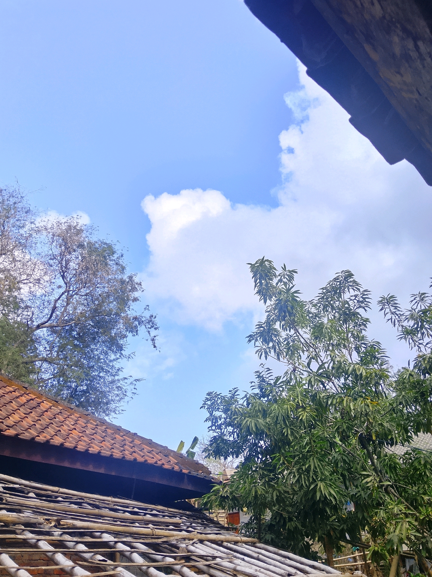 A low-angle shot captures a bright sky with scattered clouds and lush green trees above a rustic rooftop. The foreground is dominated by two layers of roofing; the upper layer consists of weathered, orange clay tiles, while the lower layer is composed of bamboo poles and what appears to be decaying wooden planks. To the left, a spindly tree with sparse foliage reaches towards the sky, its branches silhouetted against the blue. On the right, a vibrant, leafy tree with broad green leaves stands tall, its branches reaching into the upper portion of the frame. The sky is a clear, light blue, with a large, fluffy white cloud prominently positioned in the upper left quadrant. A dark, angled structure, possibly part of another building, juts in from the top right corner, partially obscuring the sky. The overall impression is one of a warm, outdoor environment, likely in a rural or semi-rural setting, with a focus on natural elements and simple architecture.