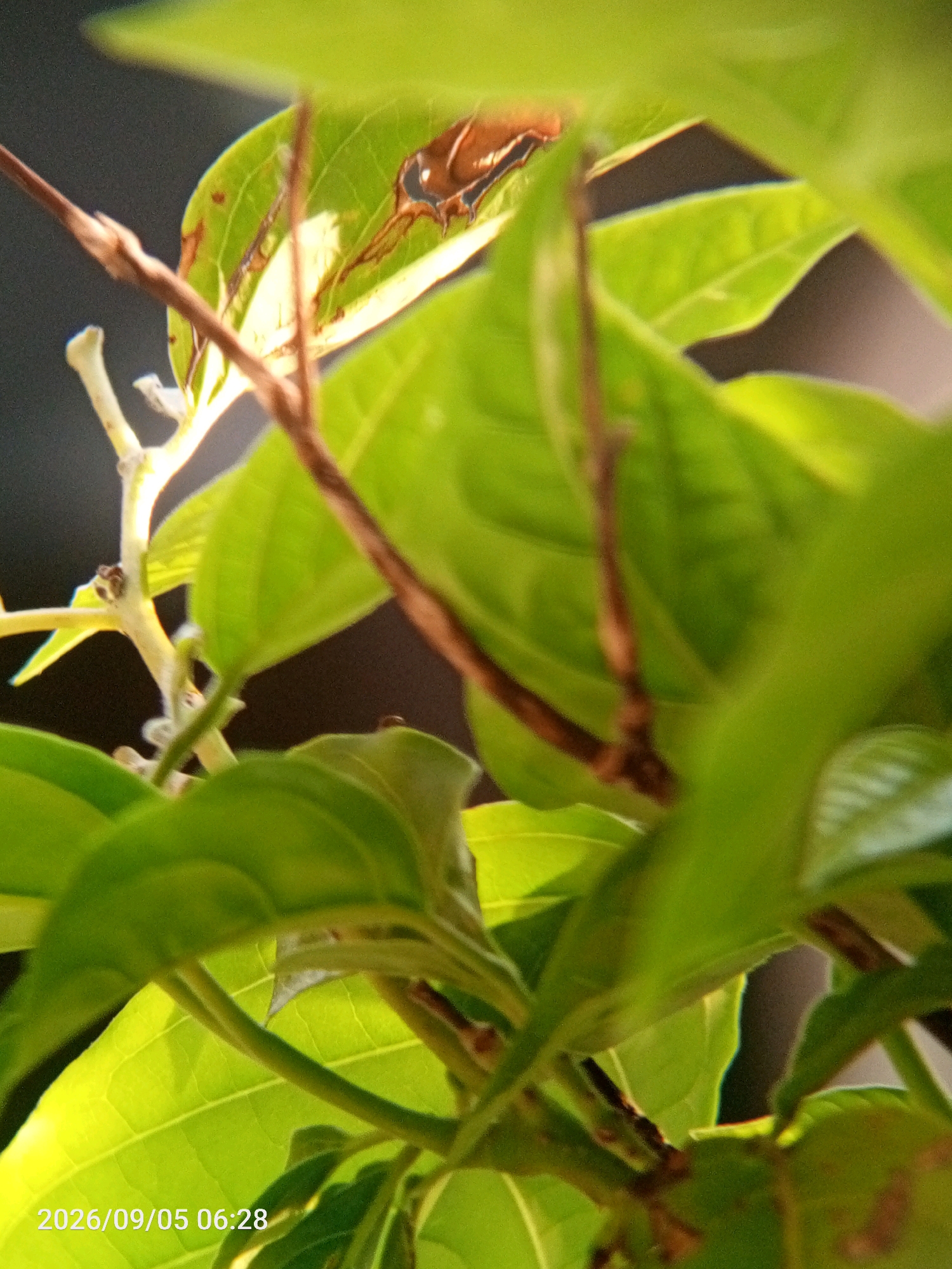 The image is a close-up, slightly blurry photograph of green leaves and thin brown branches against a dark background. Some leaves show brown discoloration. The bottom left corner of the image contains a white timestamp reading "2026/09/05 06:28". The scene appears to be outdoors, possibly in a garden or natural setting, within the city of Randegansari, Indonesia, as indicated by the timestamp. There are no people or discernible animals in the image.