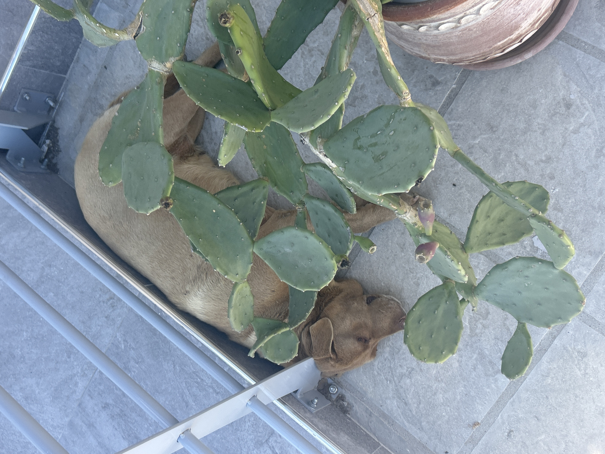 A tan dog sleeps on a gray tiled surface, partially covered by a green prickly pear cactus. The scene appears to be on a balcony or patio, as evidenced by the gray metal railing. A terracotta pot is visible in the upper right corner. The location is Νέα Κερδύλια, Greece.