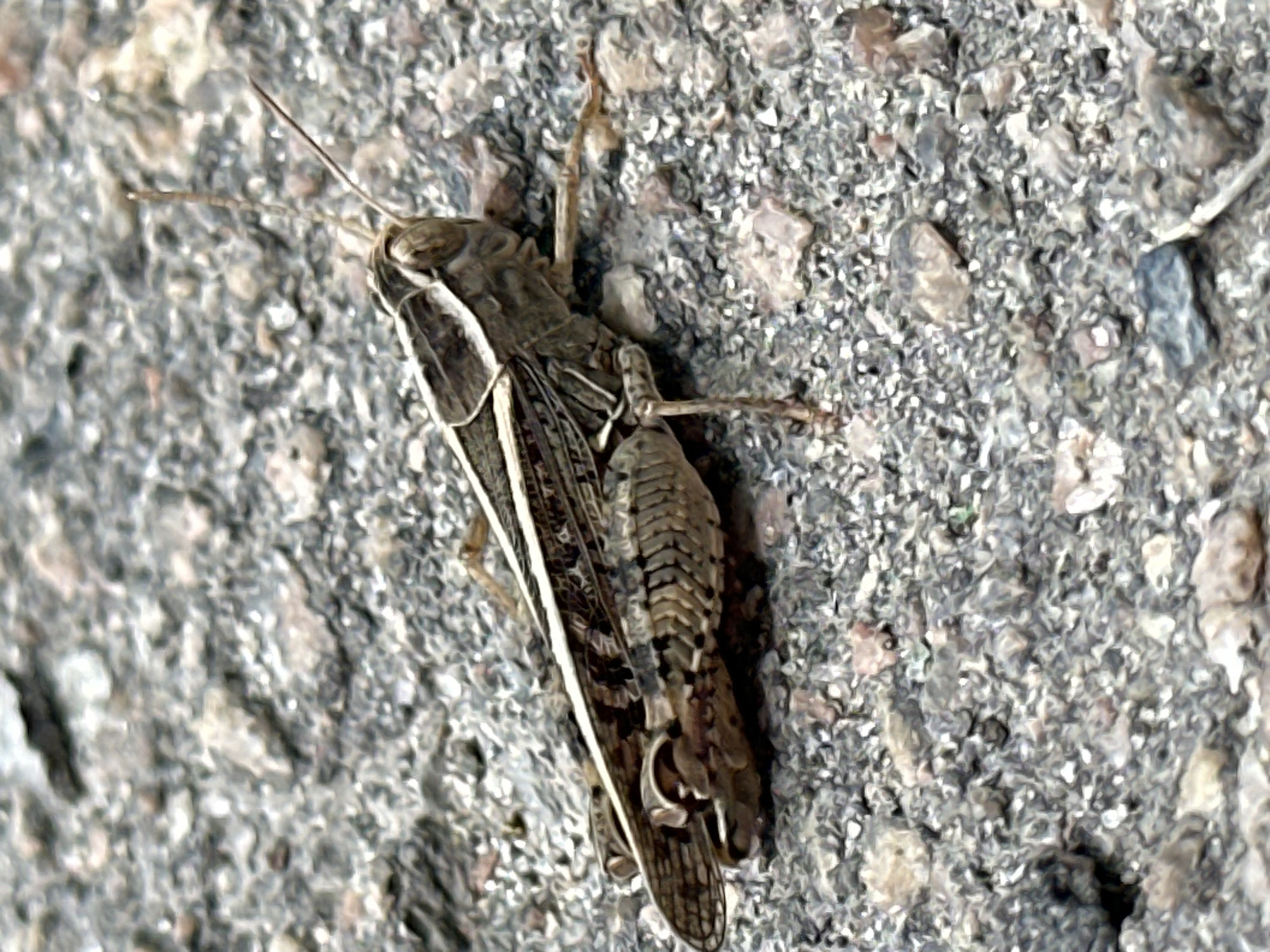 A close-up, eye-level shot shows a grasshopper resting on a gravely surface. The grasshopper is brown and gray with intricate patterns on its body and wings. Its antennae are long and thin, extending upwards and to the right. The gravely surface is composed of small, irregularly shaped stones in various shades of gray and tan. The background is out of focus, but appears to be more of the same gravely terrain. The image provides no specific details to determine its location within Luhansk, Ukraine.