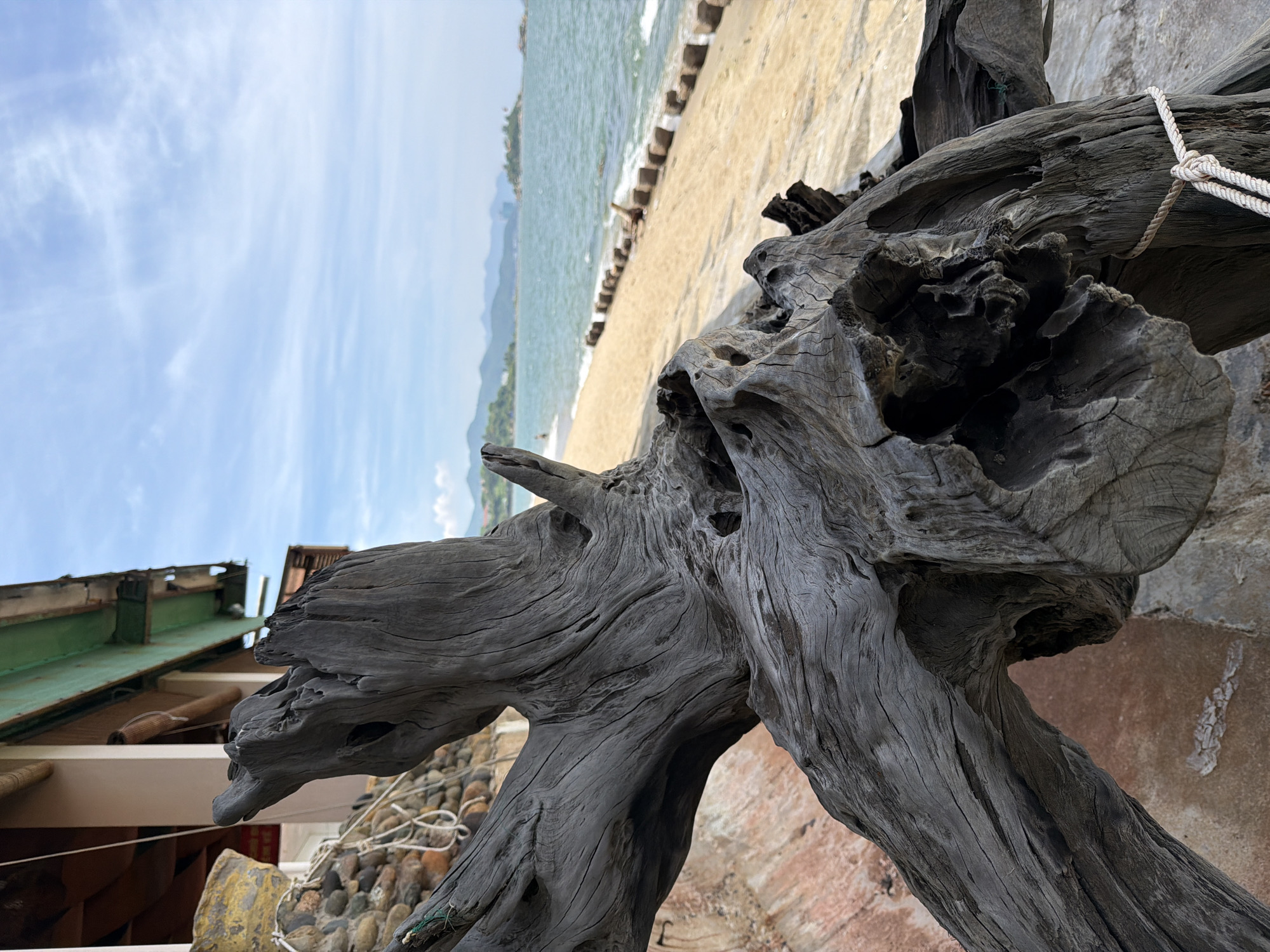 The image depicts a weathered, dark gray piece of driftwood in the foreground, its gnarled branches and hollowed-out sections creating a dramatic silhouette. In the background, a sandy beach stretches along a calm, blue sea under a partly cloudy sky. The coastline is dotted with distant green hills and some low-lying structures. Along the edge of the beach, a line of dark, cylindrical objects, possibly buoys or pilings, mark the transition to the water. The scene appears to be set in a coastal area of Nha Trang, Vietnam, suggested by the style of the beach, water, and distant landscape. The driftwood is the primary subject, with the natural environment serving as a backdrop. There are no people or specific actions visible in the frame.