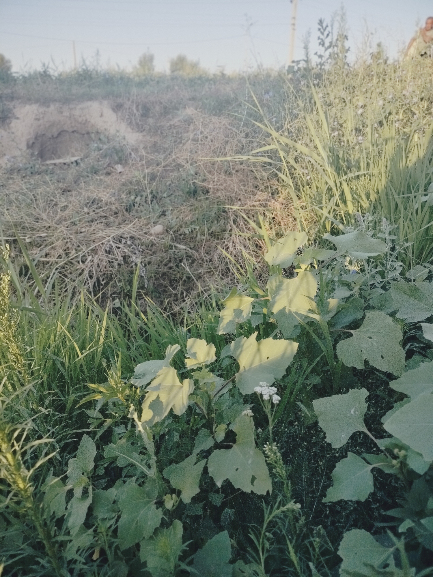 The image shows an outdoor scene with dense vegetation and a disturbed patch of earth in the background. In the foreground, large, light green leaves of a plant dominate the frame, interspersed with tall green grasses and some dry, straw-like vegetation. A small cluster of white flowers is visible on a slender stem among the leaves. The background reveals a sloped area with exposed soil and dry weeds. In the far upper right corner, a portion of a person wearing a light-colored garment is visible. The sky is a pale, hazy blue. This scene appears to be an uncultivated area, possibly on the outskirts of the city of Көлкент, Kazakhstan, given the provided context.
