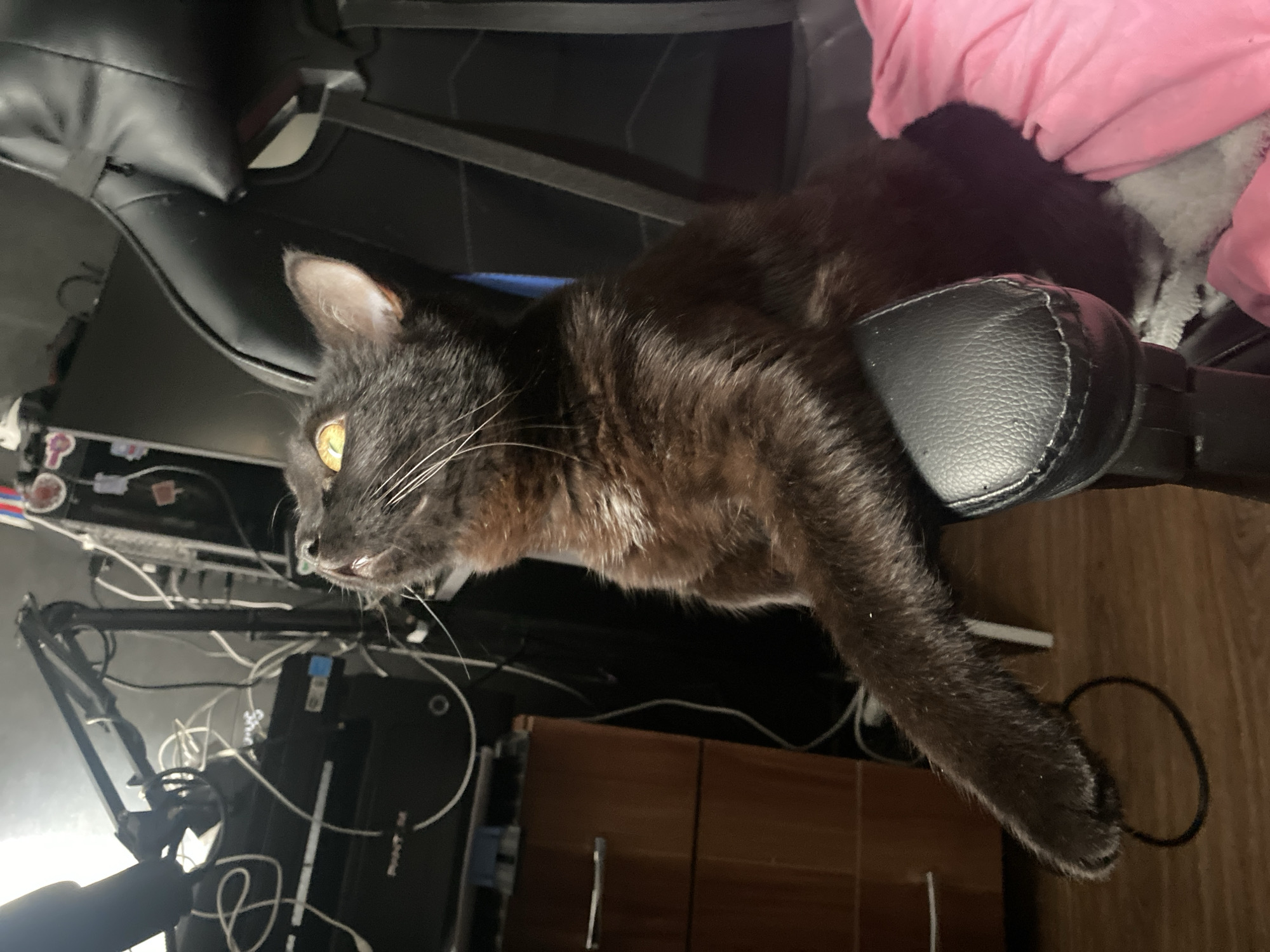 A dark-furred cat with yellow eyes is lying on a black office chair. The cat's head is to the left, and its body extends across the back of the chair. The chair has a black leather headrest and armrests. To the left of the chair, there is a collection of electronic equipment with numerous cables and cords. A microphone is visible. In the background, there is a wooden cabinet. A pink blanket is partially visible on the right side of the chair. The room has a wooden floor. The location in the city of Izhevsk, Russia cannot be identified from the image.