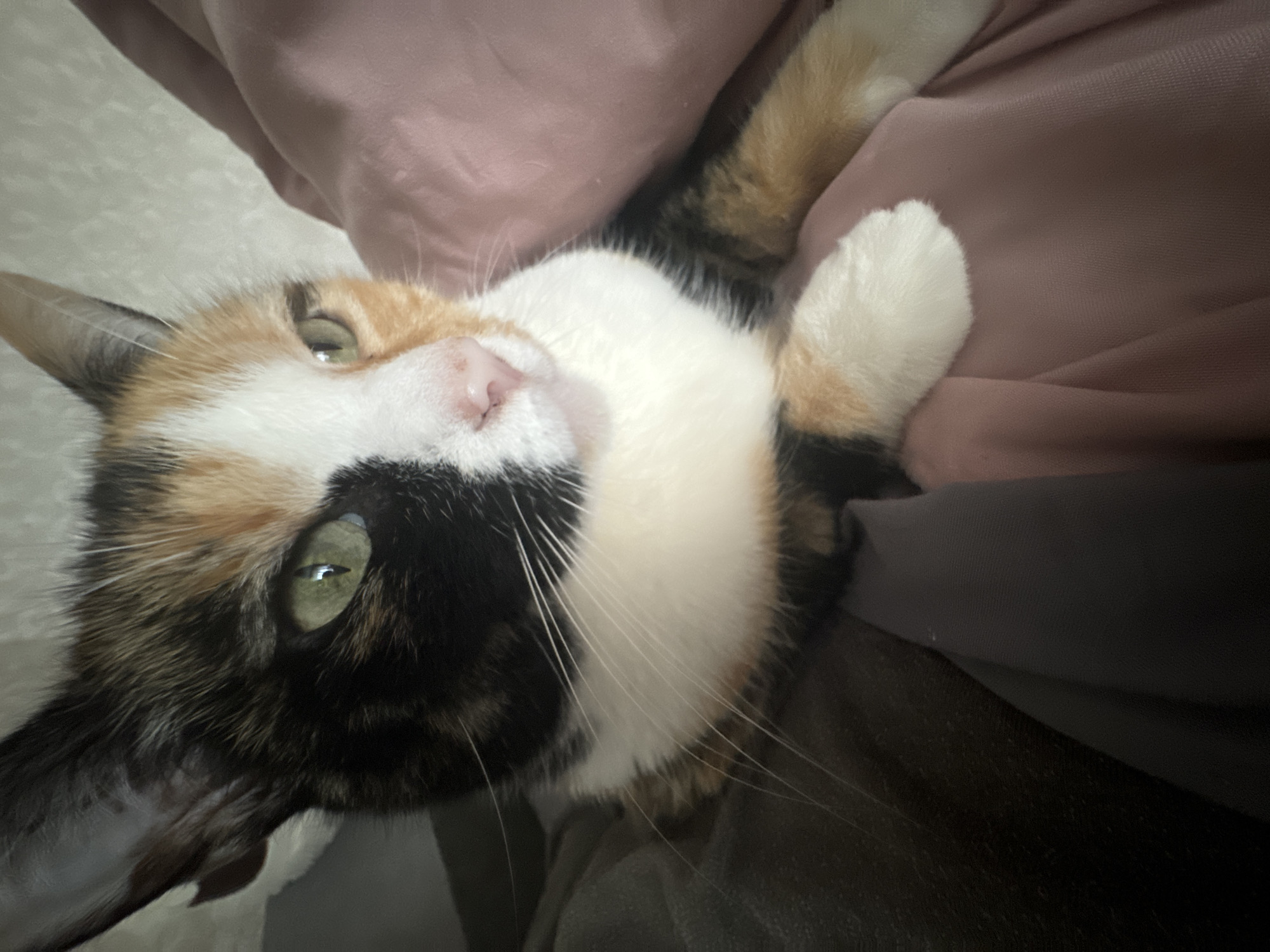 A calico cat is prominently featured in a close-up, upward-facing shot. The cat's fur exhibits a distinctive tri-color pattern of white, black, and ginger/orange patches. Its head and upper body are visible, with the cat appearing to be lying on its back or side, looking directly towards the viewer.
Key features of the cat include striking green eyes, a small pink nose, and delicate white whiskers that extend from its muzzle. One of its white paws is visible, resting on a soft, fabric-like surface. The background consists of draped fabrics in muted tones of pink/mauve and dark gray/brown, suggesting a cozy indoor setting, possibly a bed or sofa.
The cat's expression appears calm and curious, with a slight tilt to its head, indicating engagement with the camera or the person taking the photo. The lighting is soft, highlighting the textures of its fur and the surrounding fabrics. No discernible text is visible in the image. The scene conveys a sense of comfort and a quiet moment.