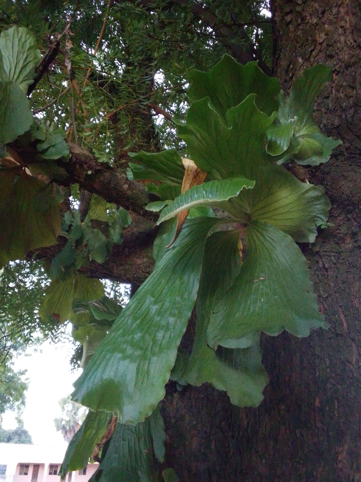 This is a close-up, low-angle, outdoor photograph of a large epiphytic fern, likely a staghorn fern, growing on the trunk of a mature tree. The fern's fronds are broad, lobed, and dark green, with a leathery texture and prominent veins. Some fronds are upright and shield-like, while others are pendant and cascading. The tree trunk is rough, dark brown, and appears to be old. The background consists of lush green foliage and branches, with the sky visible in patches through the canopy. In the lower left portion of the image, a glimpse of a light-colored building with windows and a roofline is visible, suggesting an urban or semi-urban environment. The presence of the building and the style of foliage suggest this scene could be located in Serti, Nigeria. There are no people or animals visible in the frame. The lighting is overcast, casting a soft, diffused light on the scene.