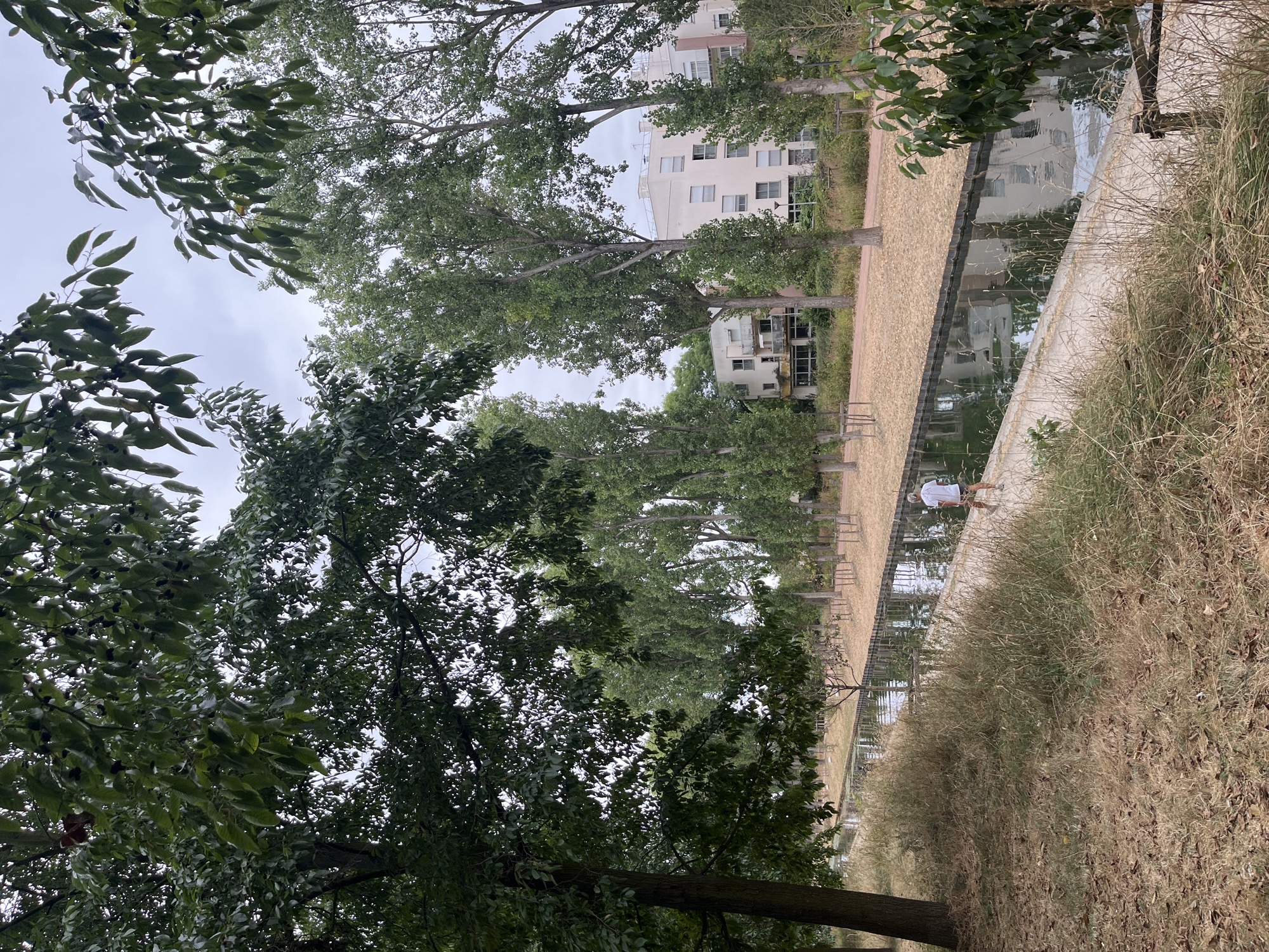 The image depicts a canal on a cloudy day in Aulnay-sous-Bois, France, likely in the Parc départemental de la Roseraie. On the left, a person is walking along a paved path next to the canal. The path is lined with dry grass and leaves. The canal itself is calm, reflecting the trees and buildings in the background. Across the canal, a strip of dry, tan-colored ground is visible, with a line of young trees planted in it. Further in the background, several modern, multi-story apartment buildings are visible, with balconies and windows. The sky is overcast. The overall impression is a somewhat arid, urban park setting.