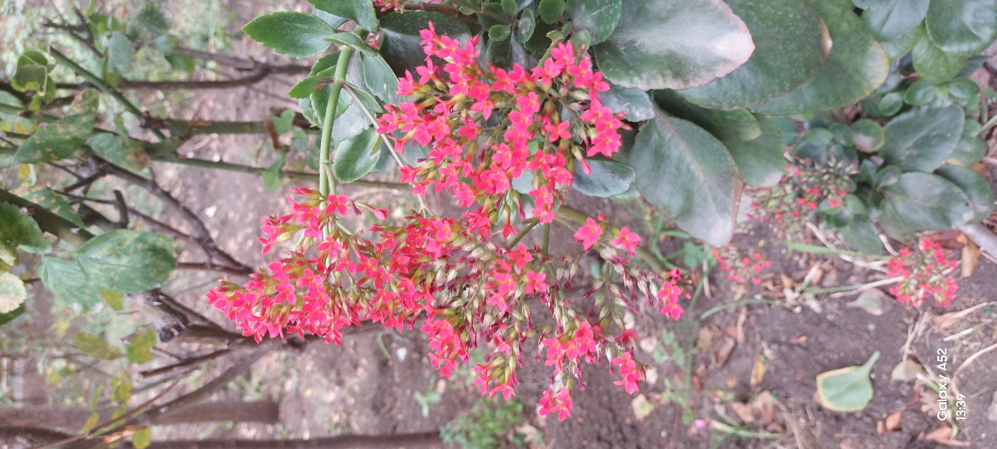 This image depicts a close-up of small, bright pink flowers clustered on green stems, with large, dark green leaves in the foreground. The flowers are delicate and appear to be in bloom. The background is blurred, showing the trunks of trees and dry, brown soil with scattered leaves, suggesting an outdoor environment. A watermark in the bottom left corner reads "Galaxy A52 13:39". The scene appears to be a naturalistic setting, possibly a garden or park area within Ganja City, Azerbaijan, given the provided context. No people or specific actions are visible.