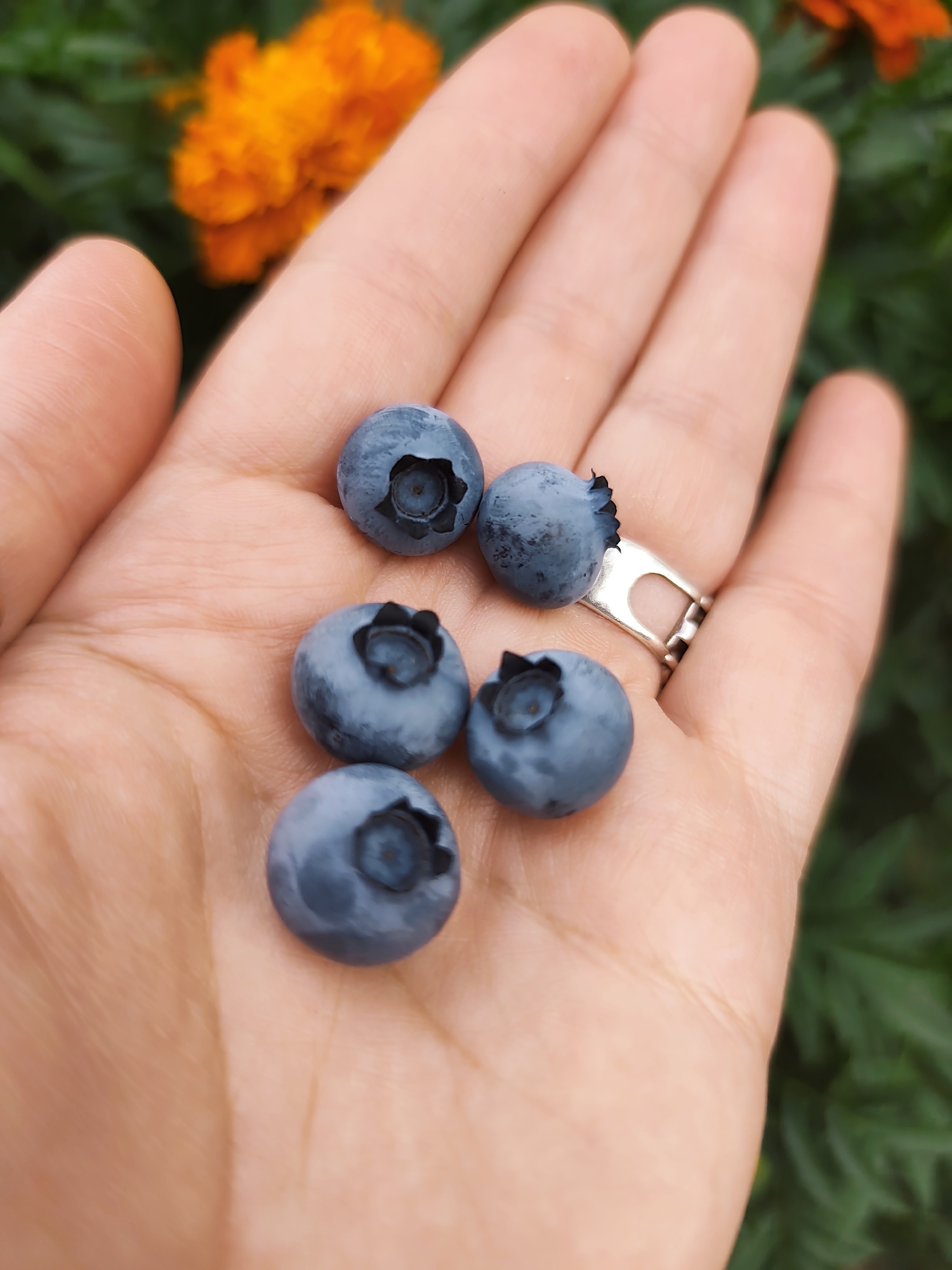 A close-up, overhead shot shows a person's open palm holding five ripe blueberries. The blueberries are a deep blue color and appear plump. One blueberry at the top of the palm has a small bite taken out of it. The person is wearing a silver ring on their ring finger. In the background, out of focus, is an orange flower and green foliage. The image is shot in Durlești, Moldova.