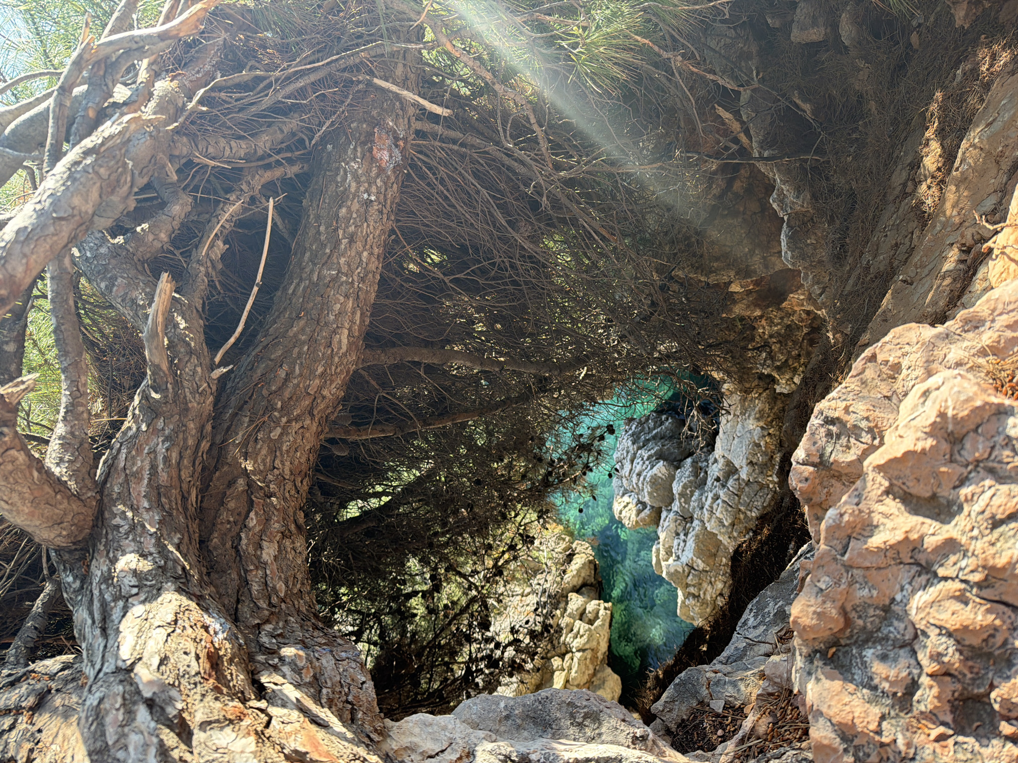 The image depicts a view from a rocky, wooded area towards the turquoise waters of Sveti Stefan, Montenegro. A gnarled tree trunk with exposed roots dominates the left side of the frame. The center foreground consists of sparse pine needles and branches filtering sunlight. A rocky outcropping frames the right side of the view, partially obscuring the bright, crystalline sea. The environment appears natural and undisturbed. No people are visible in the scene.