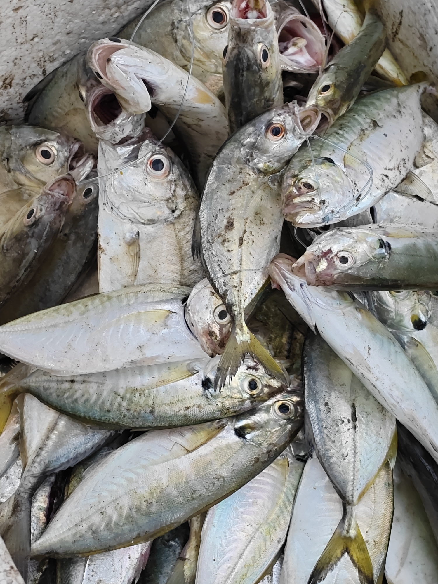 A high-angle, close-up shot captures a large pile of freshly caught fish in Curehtunong, Indonesia. The fish are predominantly silver with hints of yellow and blue on their scales. Their mouths are open, some with visible teeth, and their eyes are black and round. Several lines are visible, suggesting they were caught using fishing lines. The fish are piled on top of each other, filling the frame and creating a sense of abundance. The lighting suggests it is daytime, but the specific time is unclear. The environment appears to be a market or a place where fish are being prepared for sale or consumption.