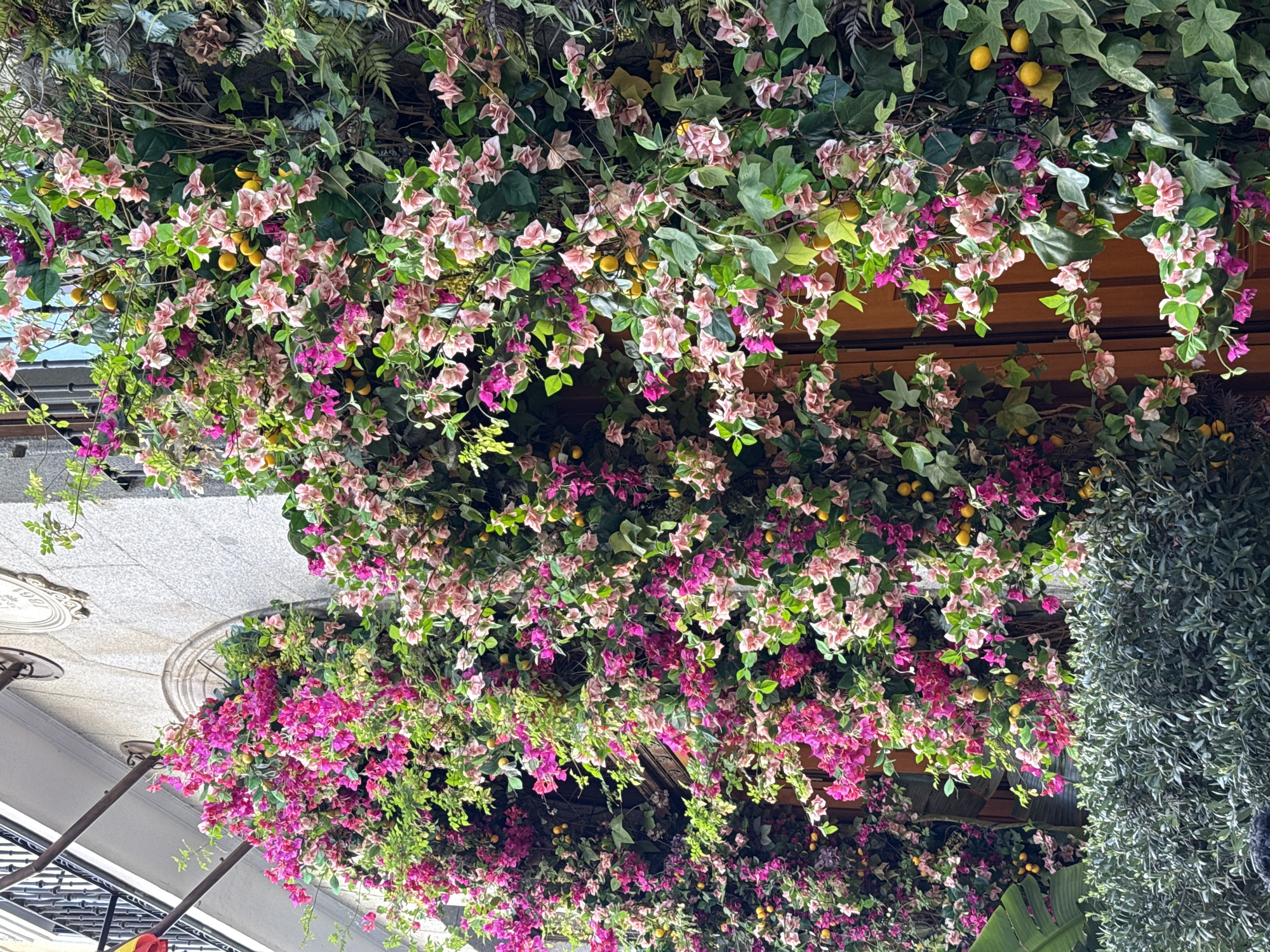 The image depicts a lush floral canopy overhead, likely an outdoor dining or shopping area, somewhere in the city of Madrid, Spain. The arrangement is dominated by pink and white bougainvillea interspersed with vibrant green foliage and small yellow fruit, possibly lemons. The plants appear to be draped or trained to grow on a supporting structure. The image is taken from a ground-level perspective, looking up. Parts of the surrounding architecture are visible, including the ornate ceiling and the awnings of storefronts, suggesting a pedestrian area. There are no people visible in the frame.