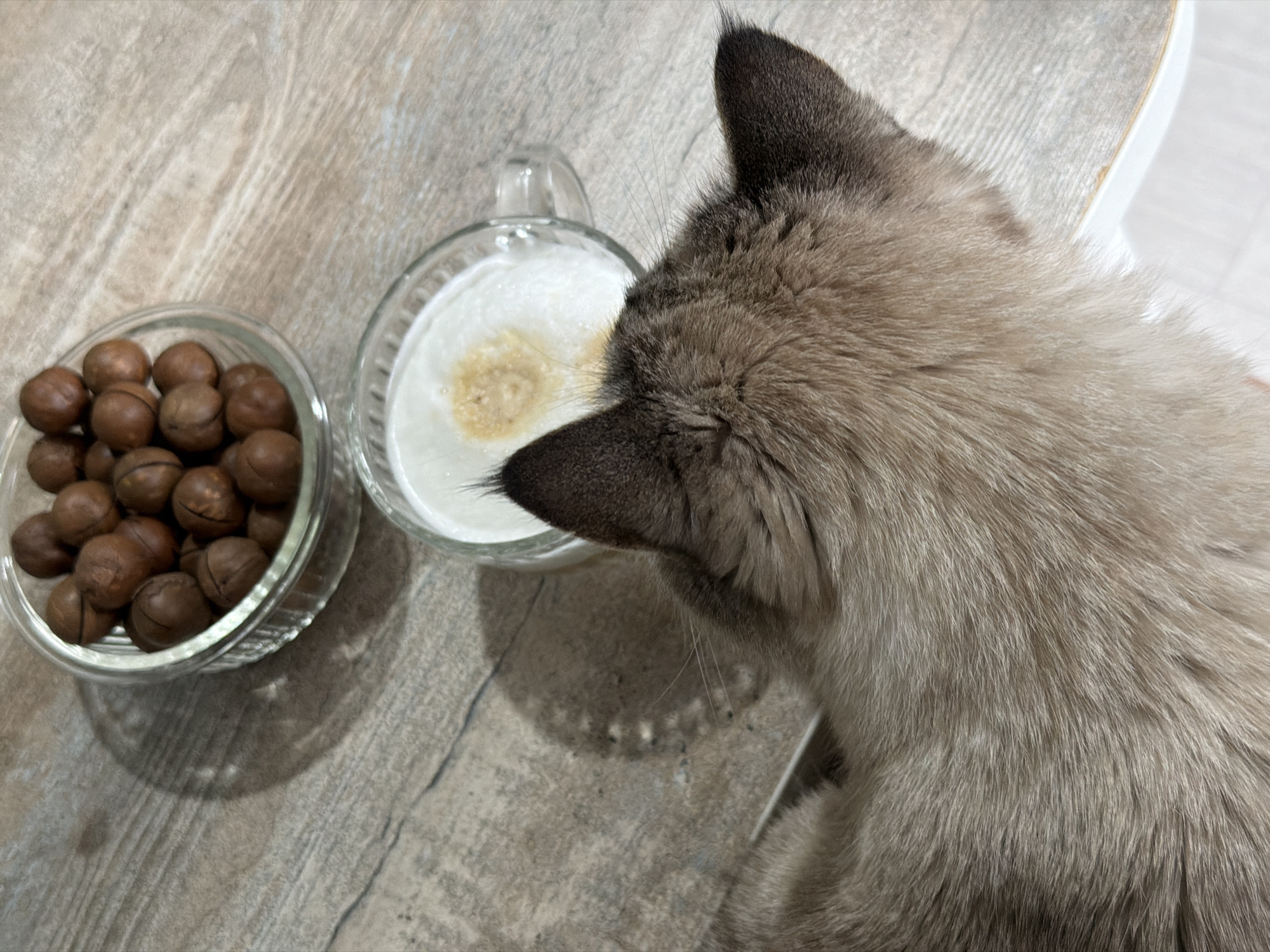 A close-up shot displays a cat near a bowl of macadamia nuts and a glass mug filled with a white, frothy beverage, set on a table. The cat, appearing to be a Siamese, has its head positioned near the mug. The setting is Chaikovsky, Russia.