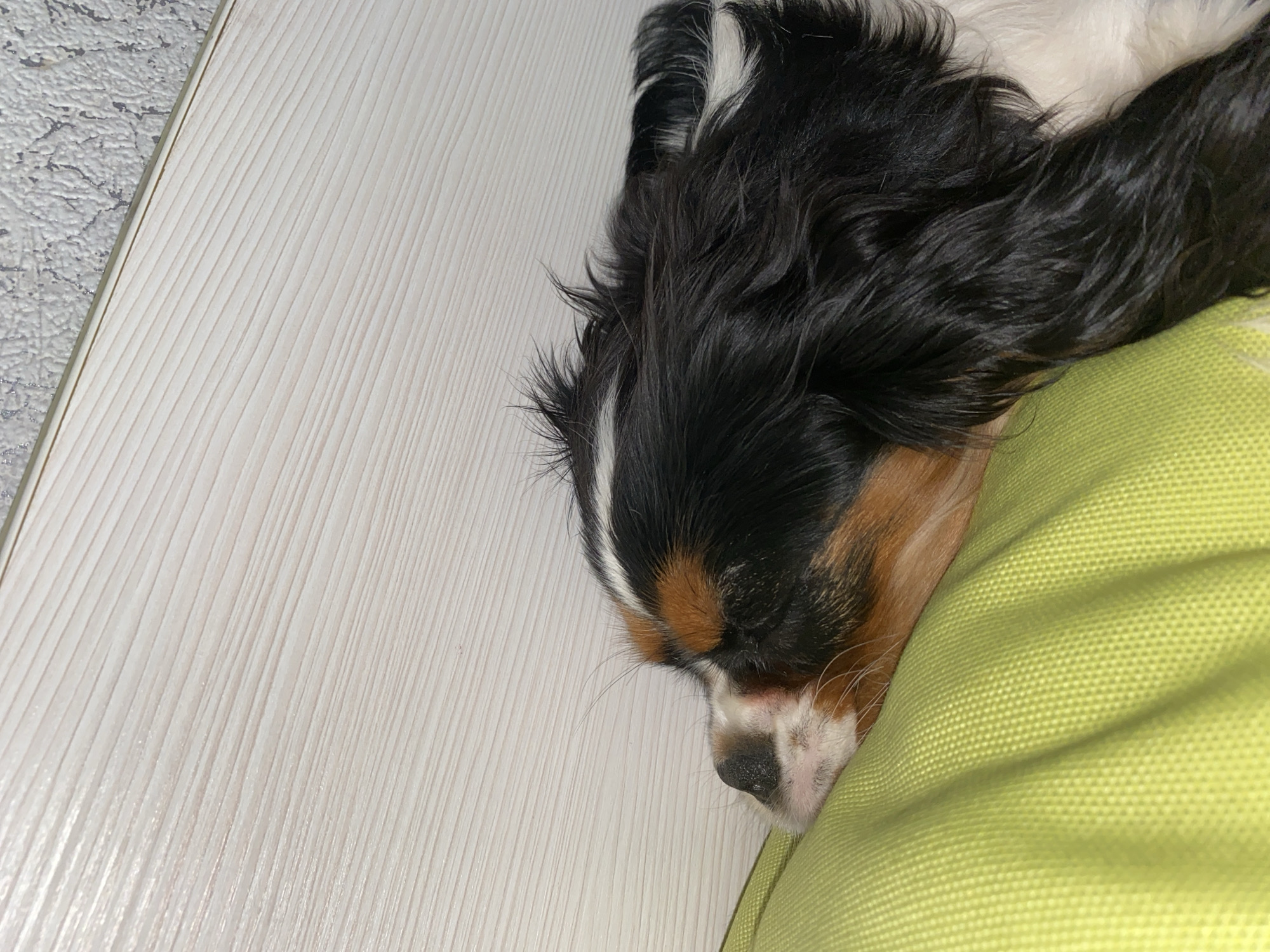 A Cavalier King Charles Spaniel sleeps on a lime green cushion next to a white wooden floor or surface. The dog's head is visible, showing its tricolor coat pattern. The location is indeterminable without further information.