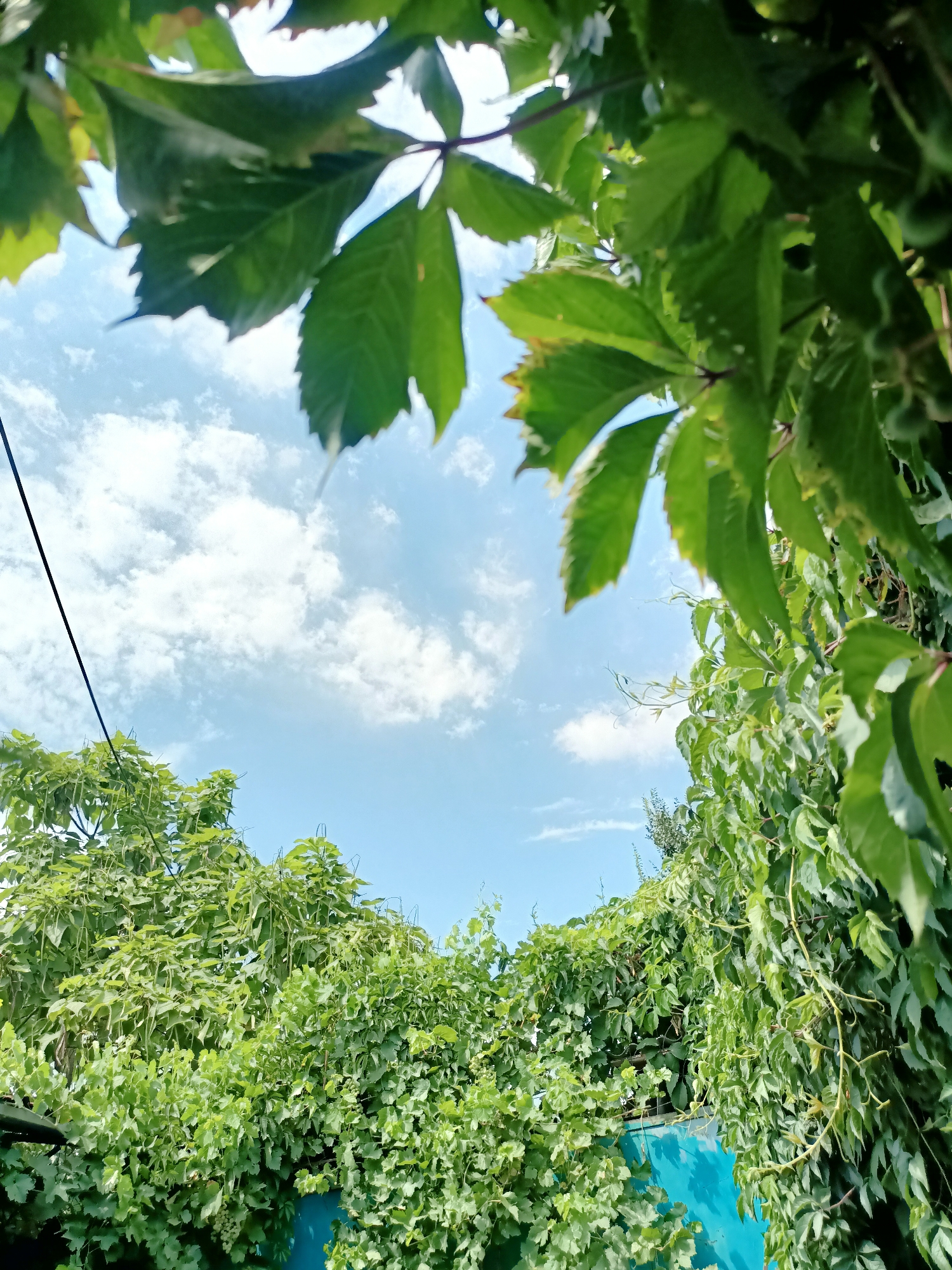 The image shows a view from below looking up at a bright blue sky with scattered white clouds. Lush green foliage, likely from a vine or climbing plant, dominates the foreground and upper portions of the image, obscuring parts of the sky. The leaves are vibrantly green, suggesting a warm, sunny day. A thin black wire runs diagonally across the left side of the frame, disappearing into the foliage. In the lower right corner, a section of a turquoise-colored structure, possibly a wall or fence, is visible. The overall impression is one of dense vegetation against a clear sky, evoking a natural, outdoor setting. Based on the typical vegetation and sky conditions, this scene could be located in Almaty, Kazakhstan, particularly during the spring or summer months when greenery is abundant and the sky is often clear and blue. There are no people or animals visible in the image.