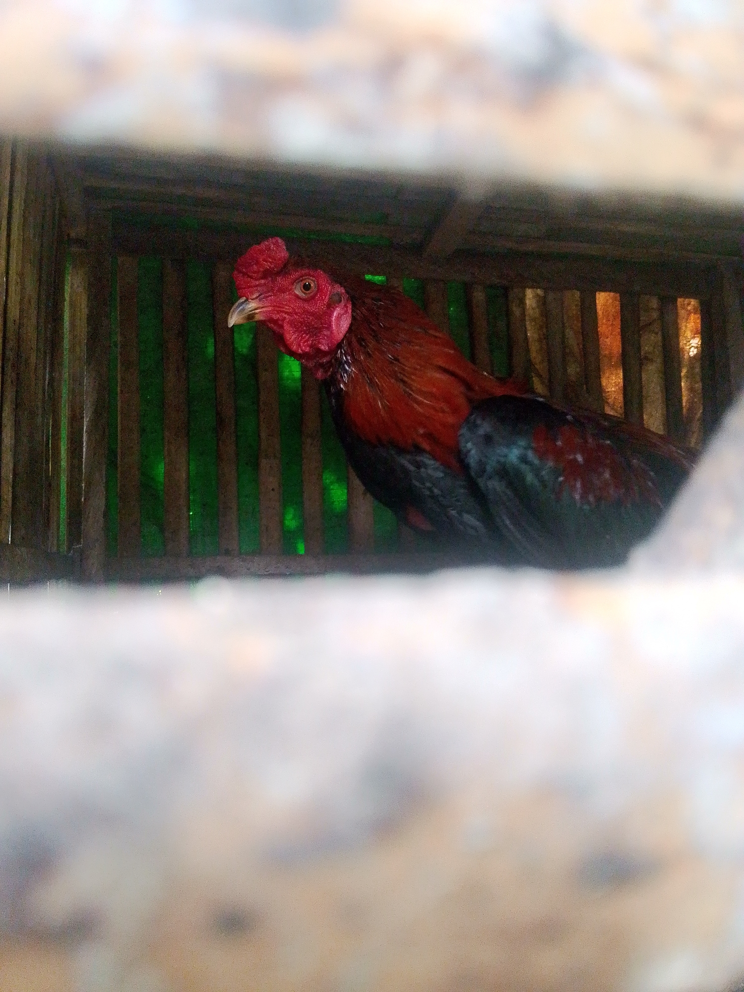 An adult rooster with red comb and wattles, dark iridescent feathers, and black and red plumage is partially visible inside a wooden enclosure. The enclosure has vertical wooden slats and a green translucent material behind it. The foreground is blurred with a white, textured surface. The scene is likely located in Barabai, Indonesia, given the context.