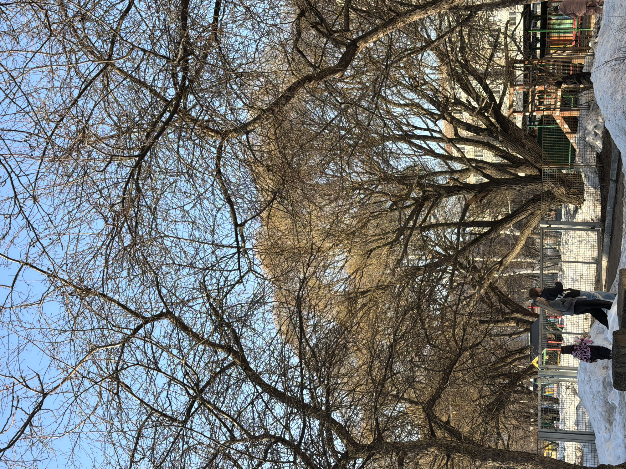 The image depicts a park in Chaikovsky, Russia, in late winter or early spring. The sky is clear blue. A line of bare trees stretches across the scene, their branches creating a dense network against the sky. In the background, there is a metal fence and some play equipment, partially obscured by snow. To the right, there is a snow pile. Near the snow pile, three people are standing: two adults and a child. The adults appear to be looking towards something behind the fence, while the child is closer to the snow. The scene is dominated by the bare trees and the remnants of winter snow.