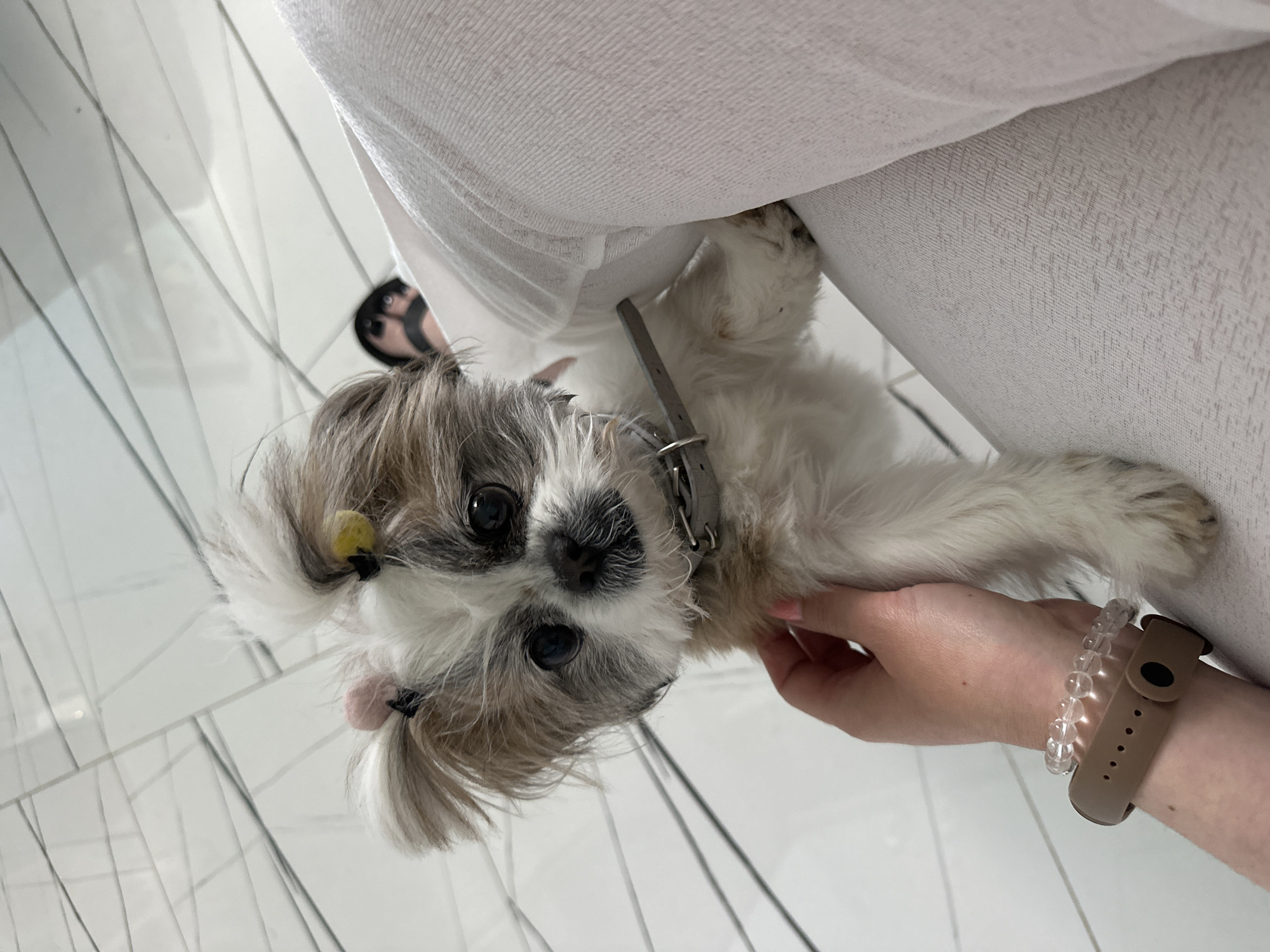 A small, light-colored Shih Tzu dog with gray and white fur is close to the camera, tilting its head slightly. It has two small, decorative hair ties. The dog is wearing a gray collar and a metal tag is visible. A person's hand is gently touching the dog's fur. The person has a brown wristband and a clear beaded bracelet on their wrist. A person's leg, covered in white fabric, is behind the dog. The floor is tiled with a white marble-like pattern. There is a partially visible shoe. It is difficult to determine the location as Batumi, Georgia.